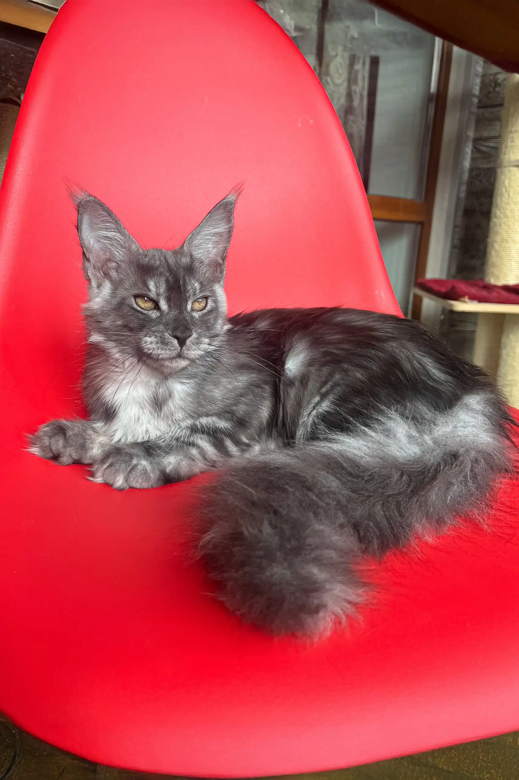 Olivia | Maine Coon Kitten - Image 5