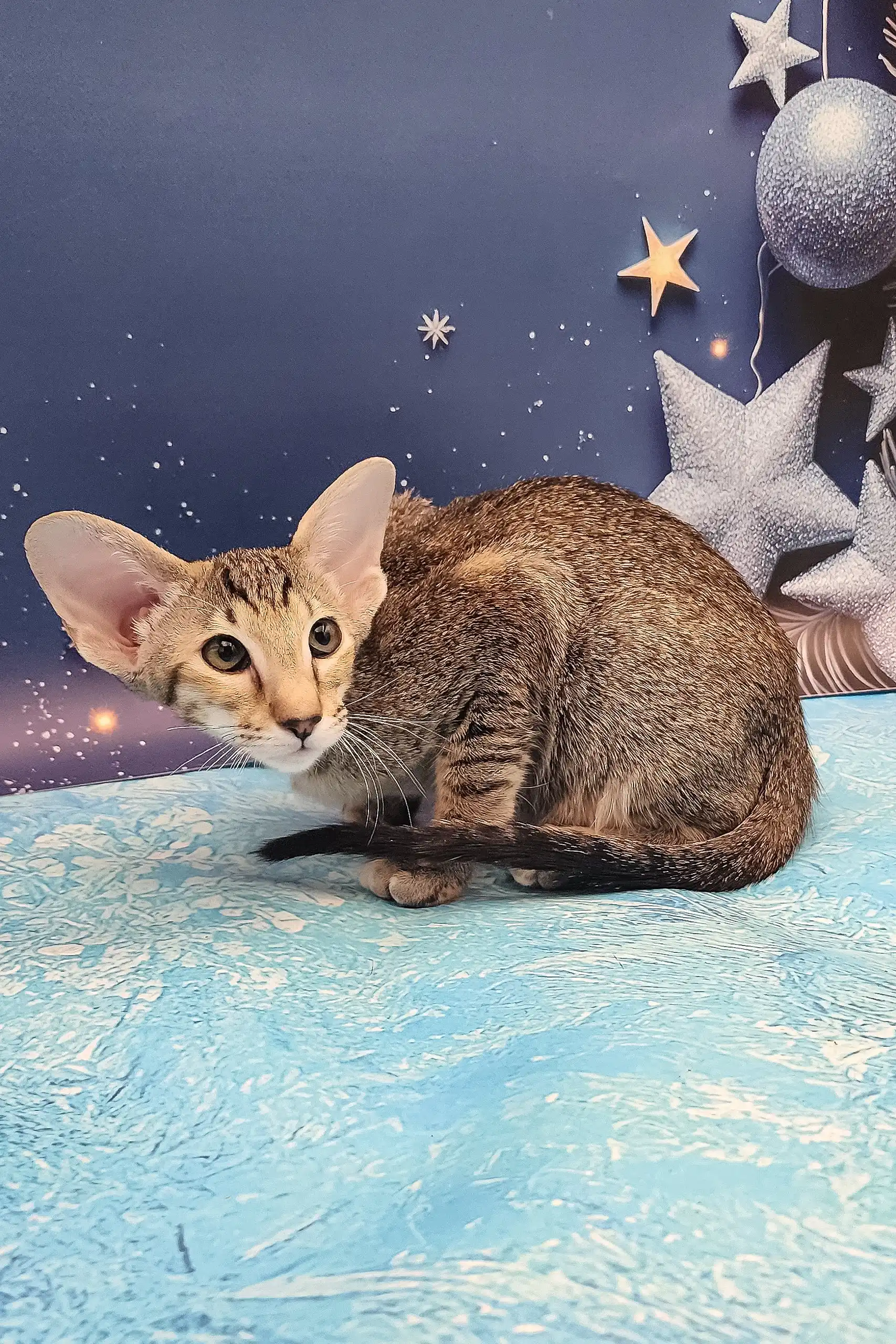 Olivia | Oriental Shorthair Kitten - Image 7