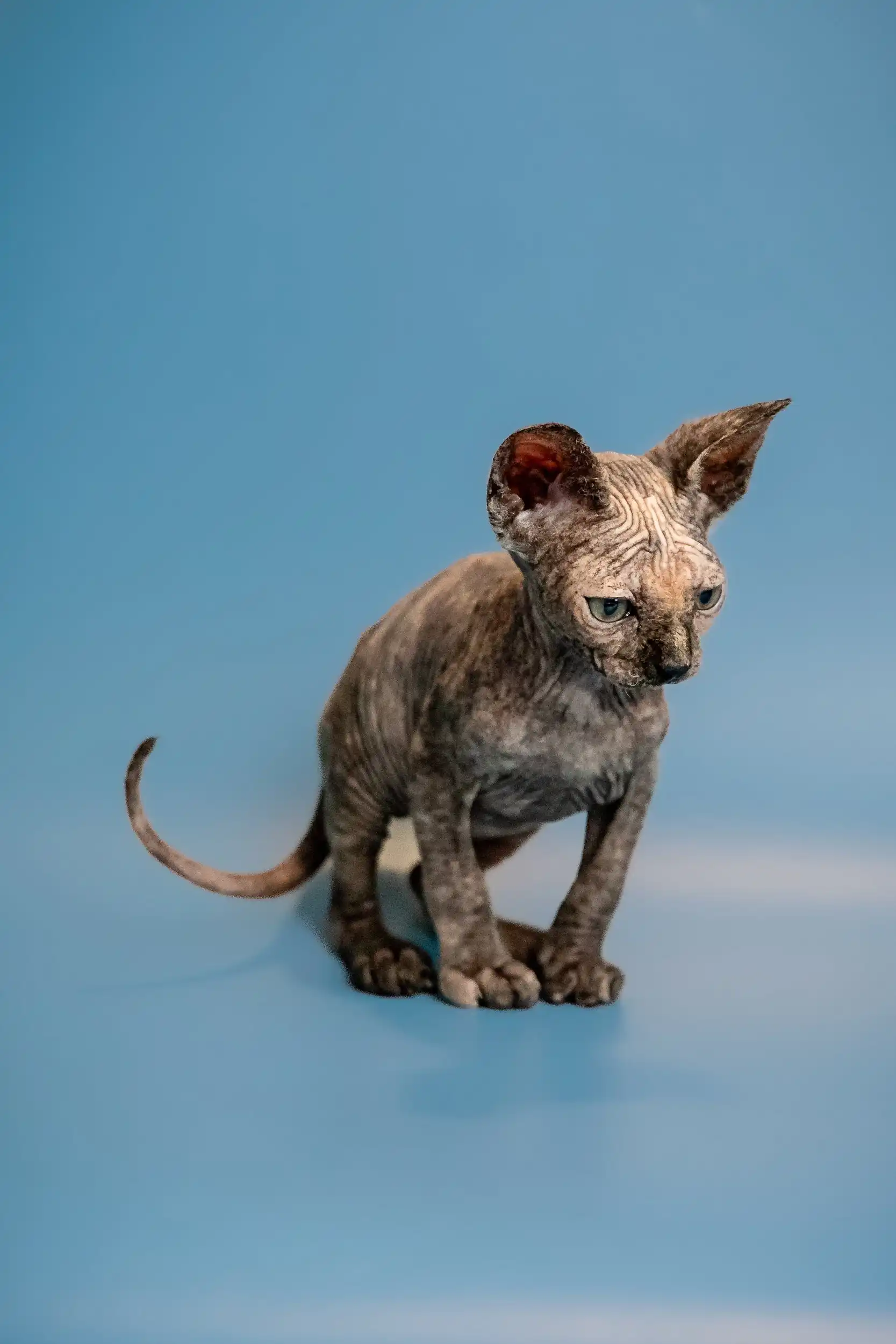 Olivia | Sphynx Kitten - Image 15