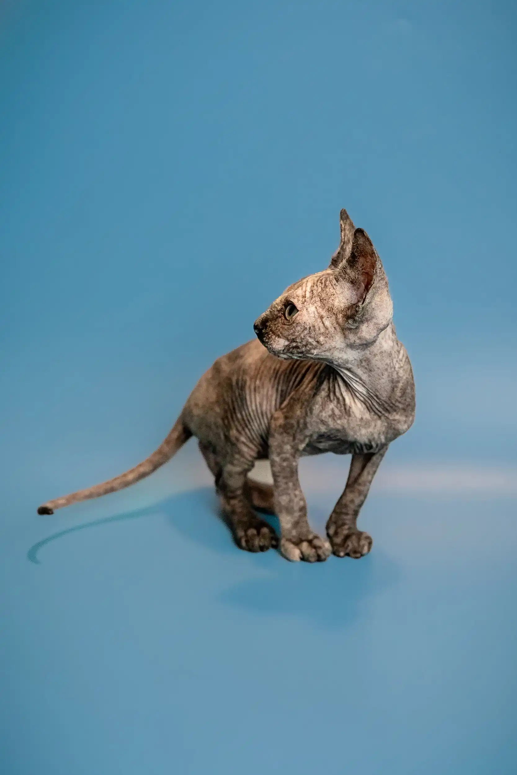 Olivia | Sphynx Kitten - Image 2