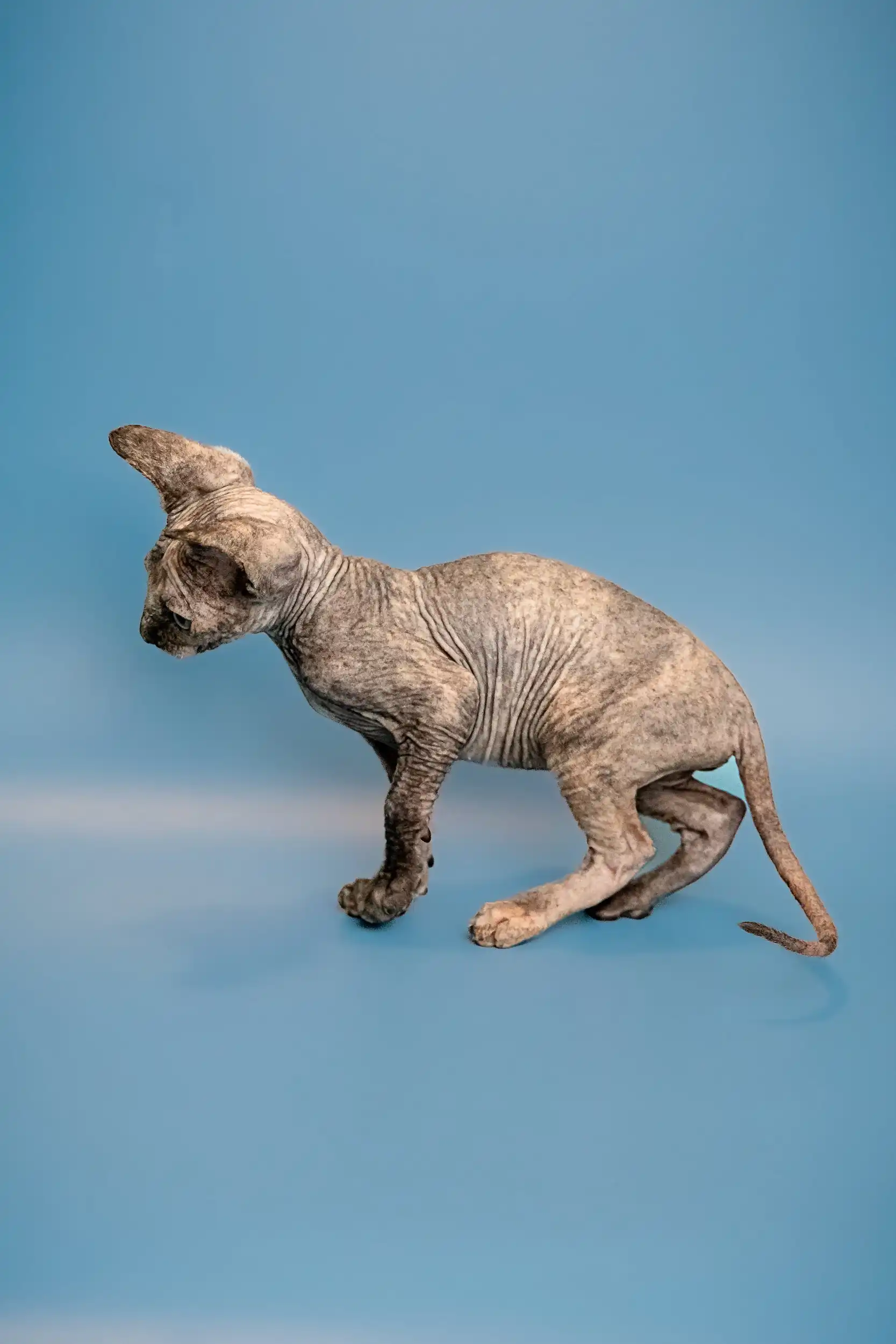 Olivia | Sphynx Kitten - Image 20