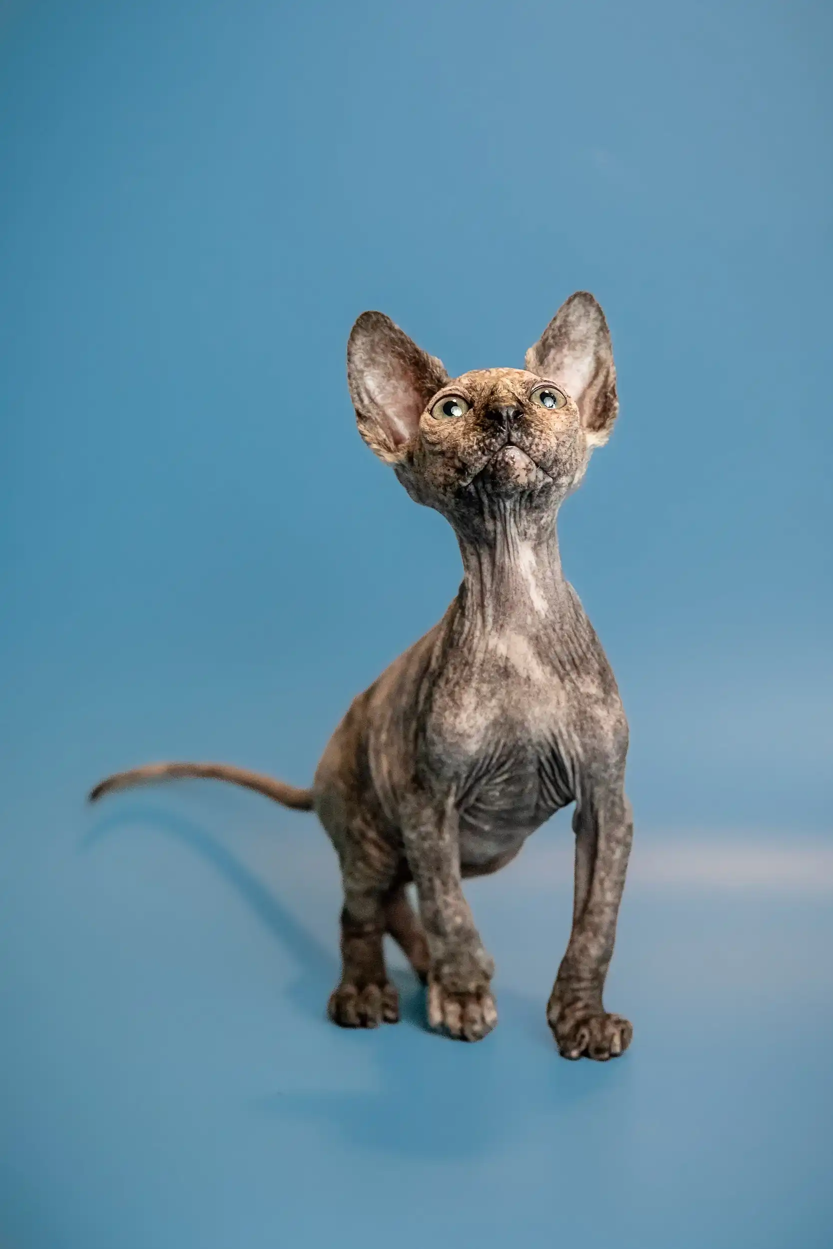Olivia | Sphynx Kitten - Image 8