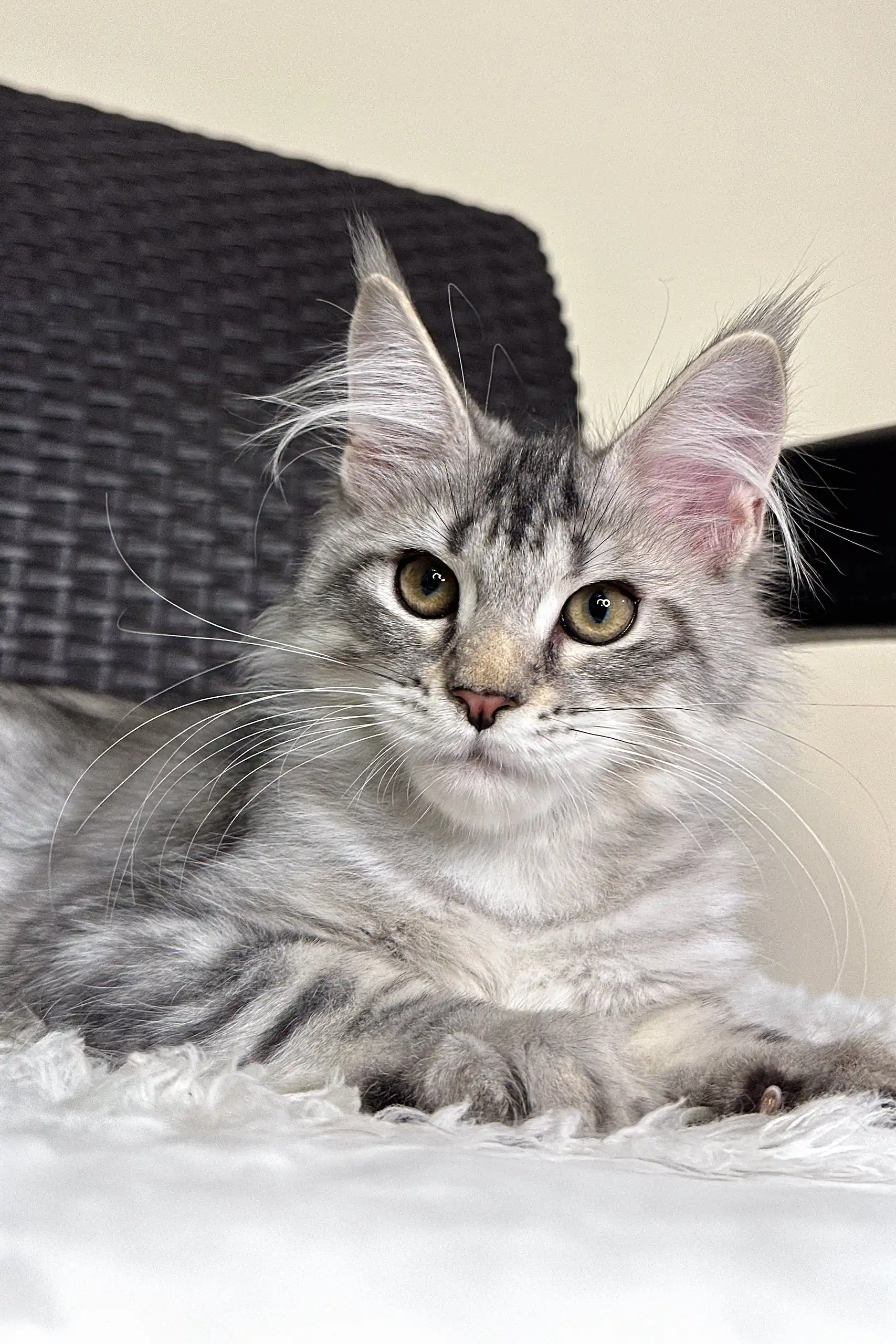Olivka | Maine Coon Kitten - Image 5