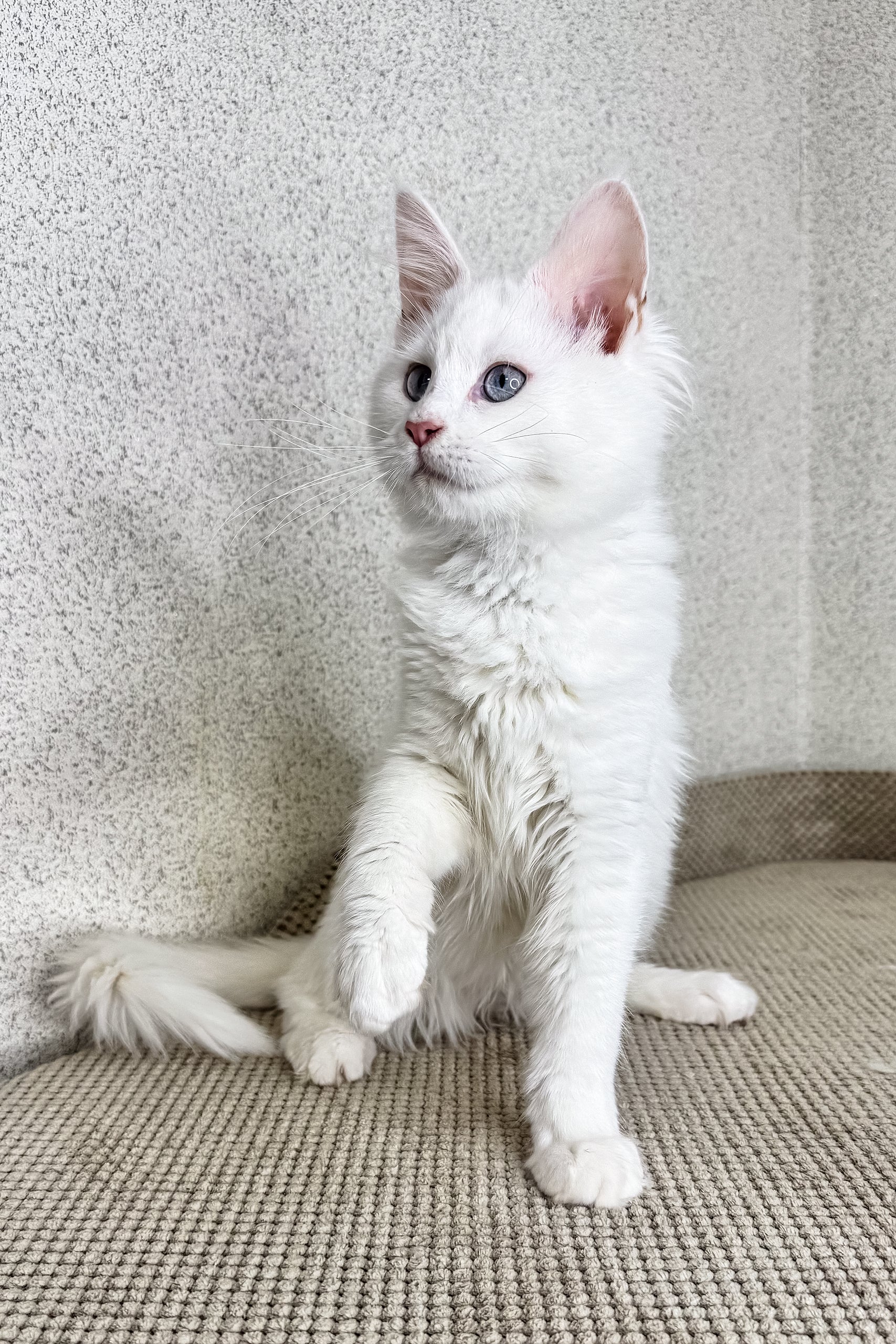 Olly | Maine Coon Kitten - Image 5