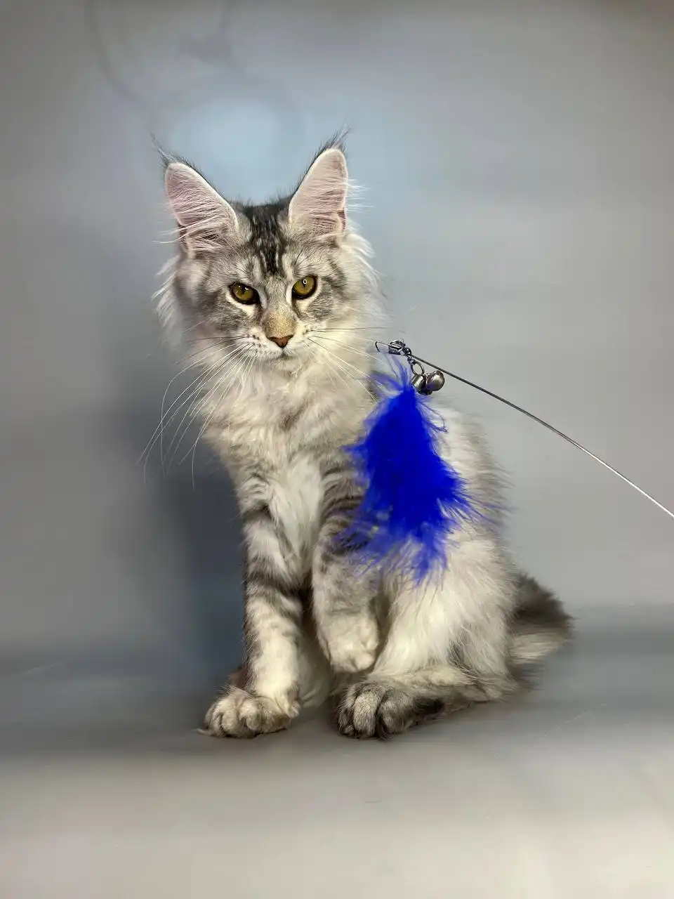 Olympus | Maine Coon Kitten - Image 12