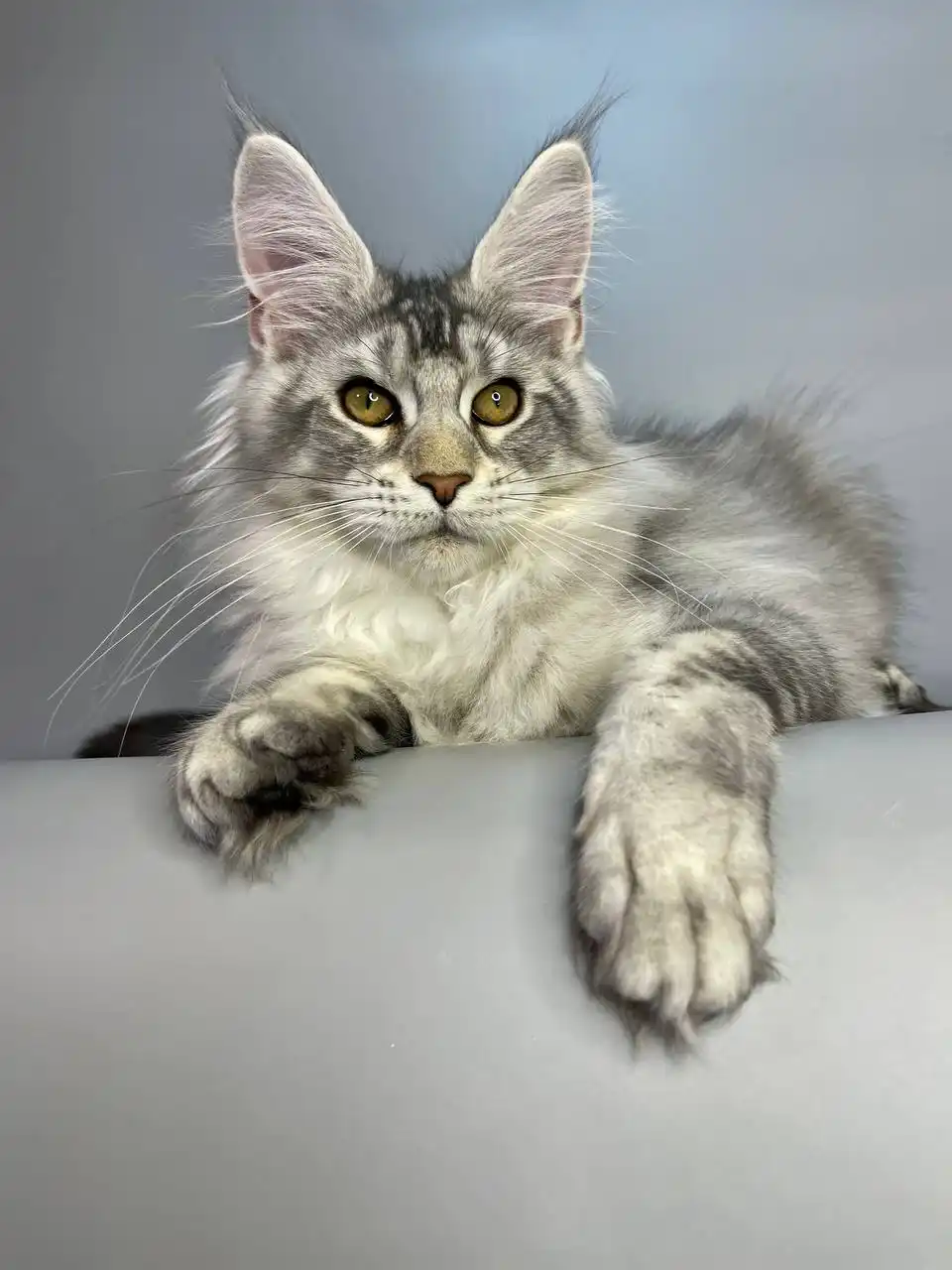 Olympus | Maine Coon Kitten - Image 15