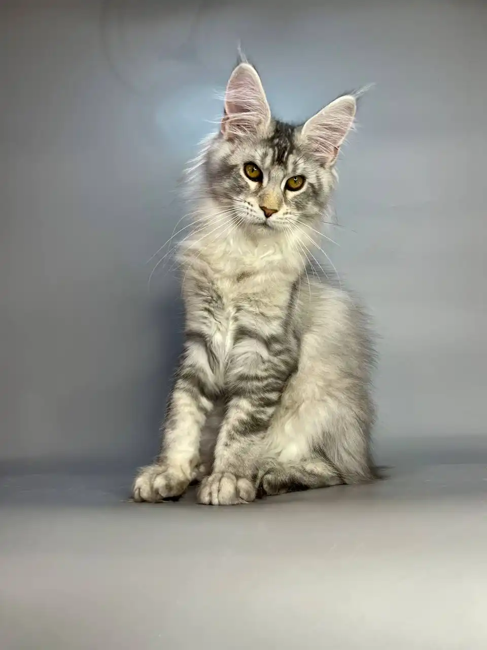 Olympus | Maine Coon Kitten - Image 17