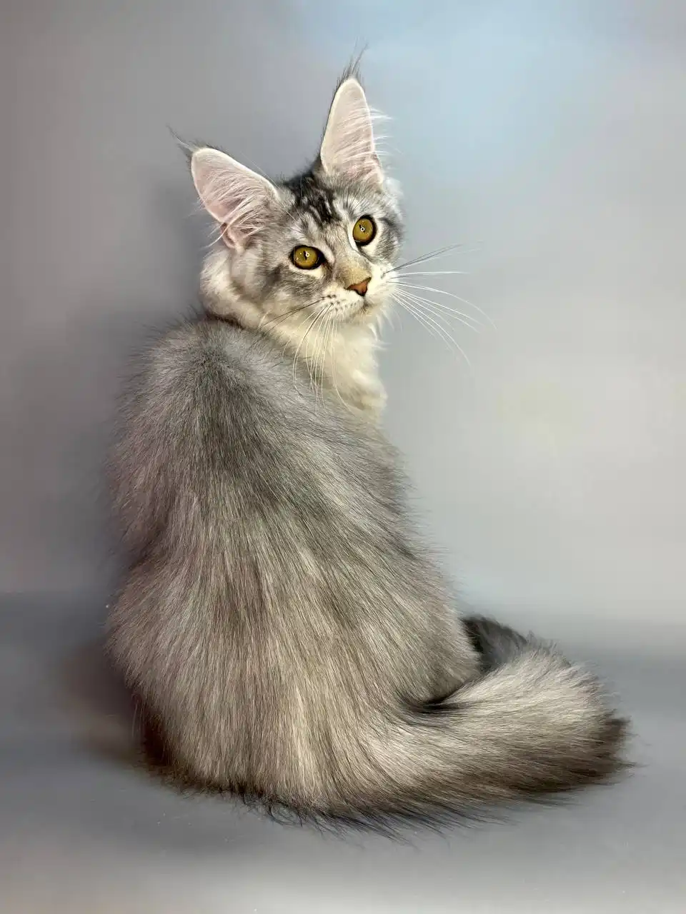 Olympus | Maine Coon Kitten - Image 20