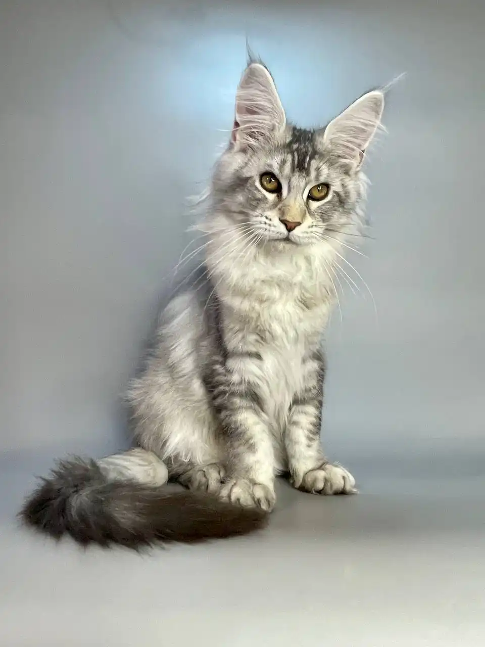Olympus | Maine Coon Kitten - Image 3