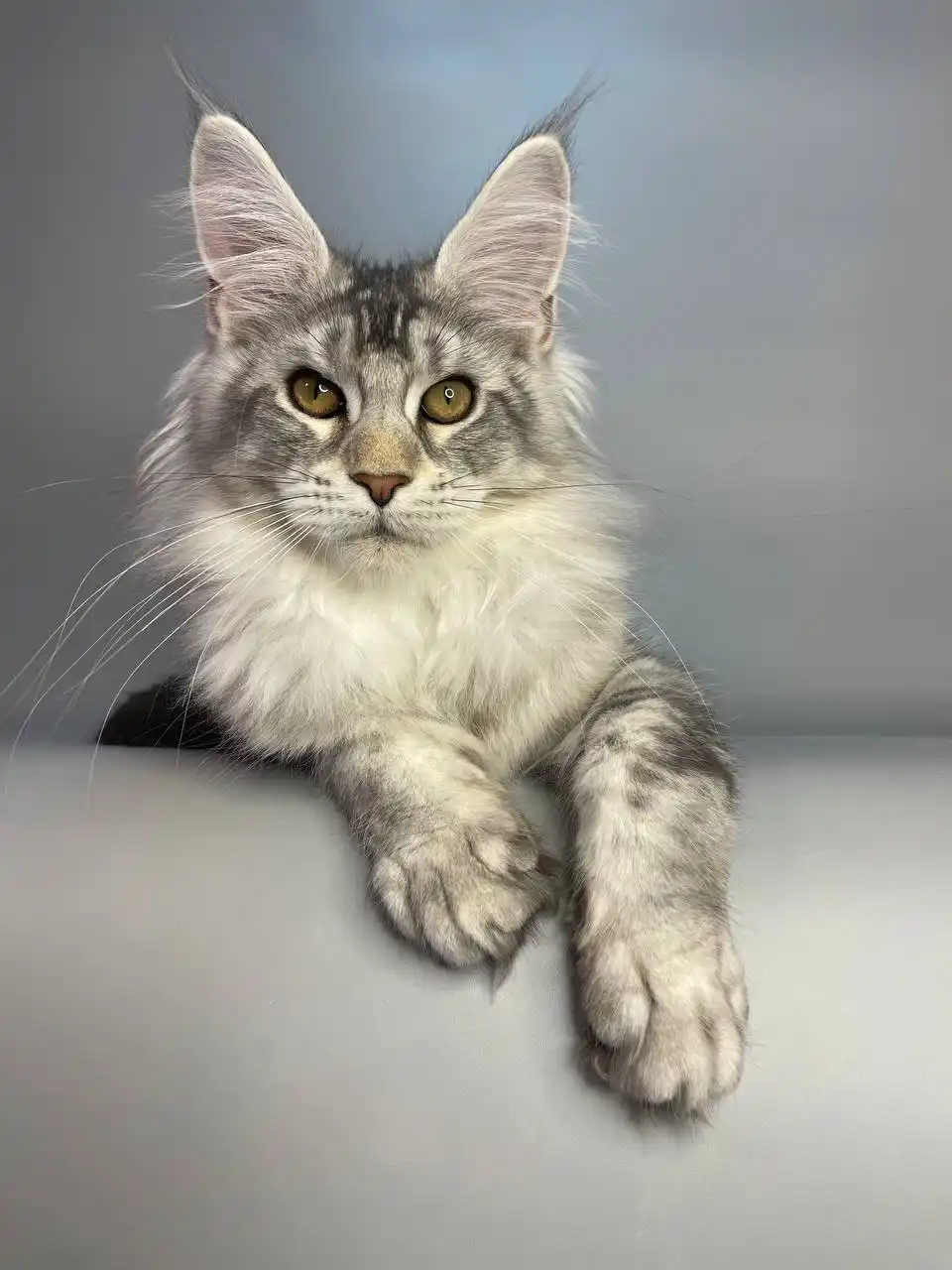 Olympus | Maine Coon Kitten - Image 8