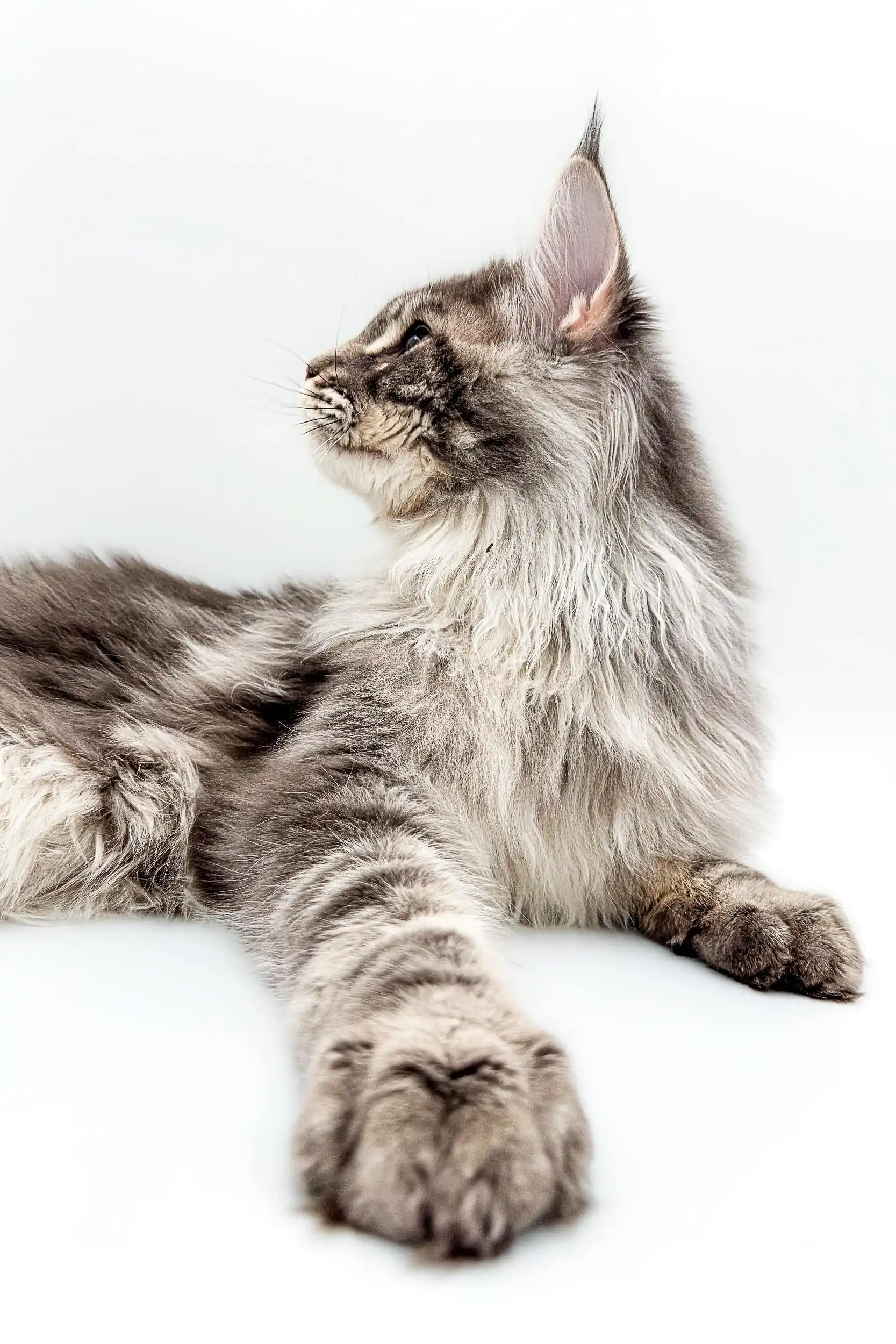Omega | Maine Coon Kitten - Image 6