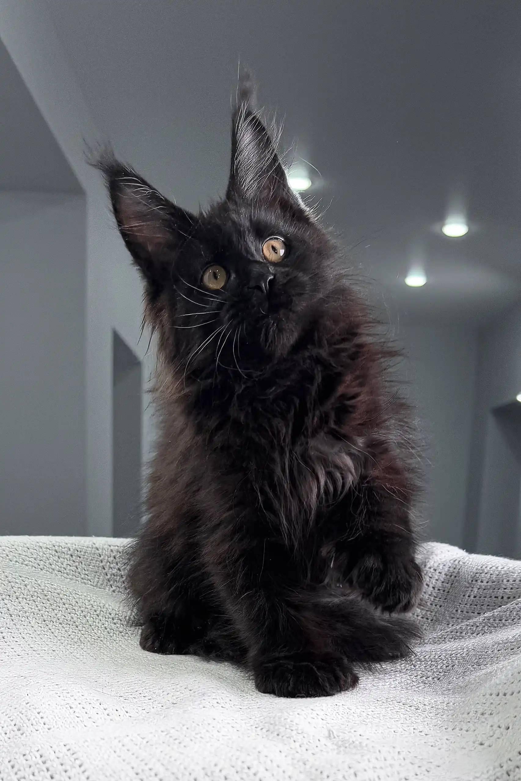 Onelove | Polydactyl Maine Coon Kitten - Image 3