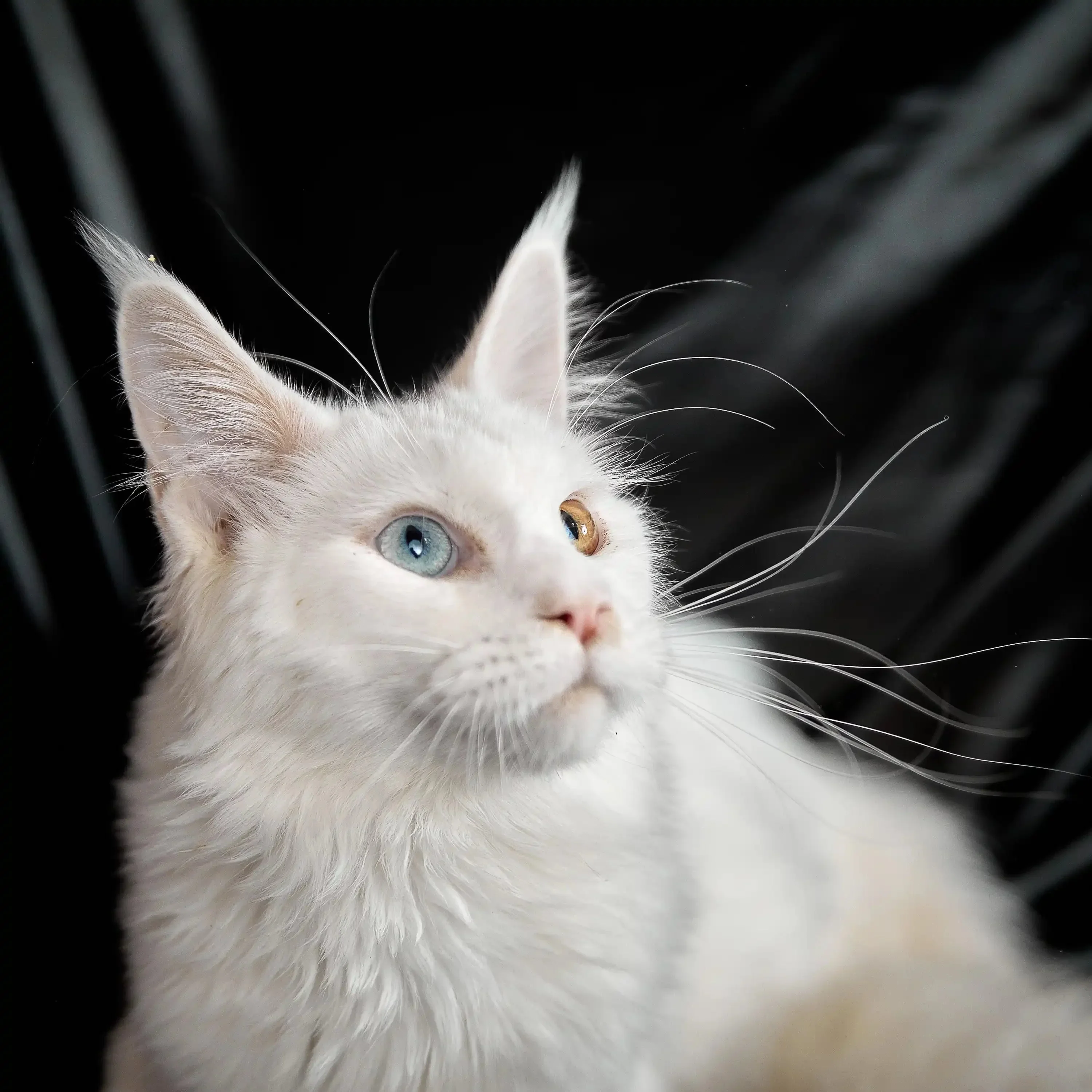 Opal | Maine Coon Kitten - Image 4