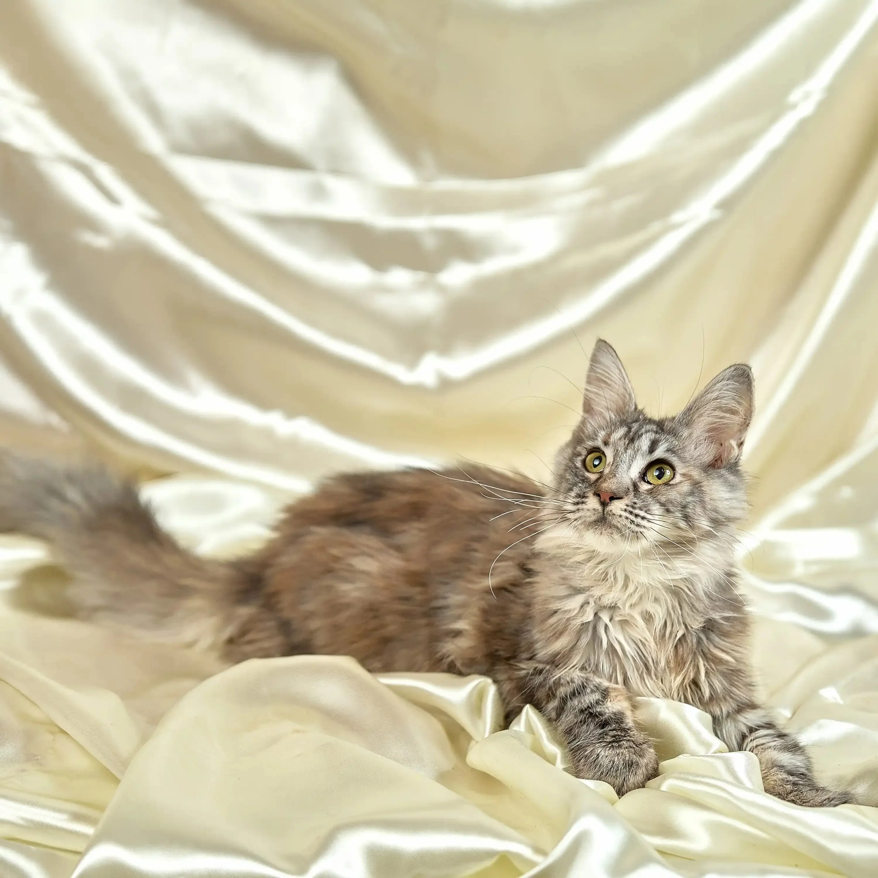 Ophelia | Maine Coon Kitten - Image 3