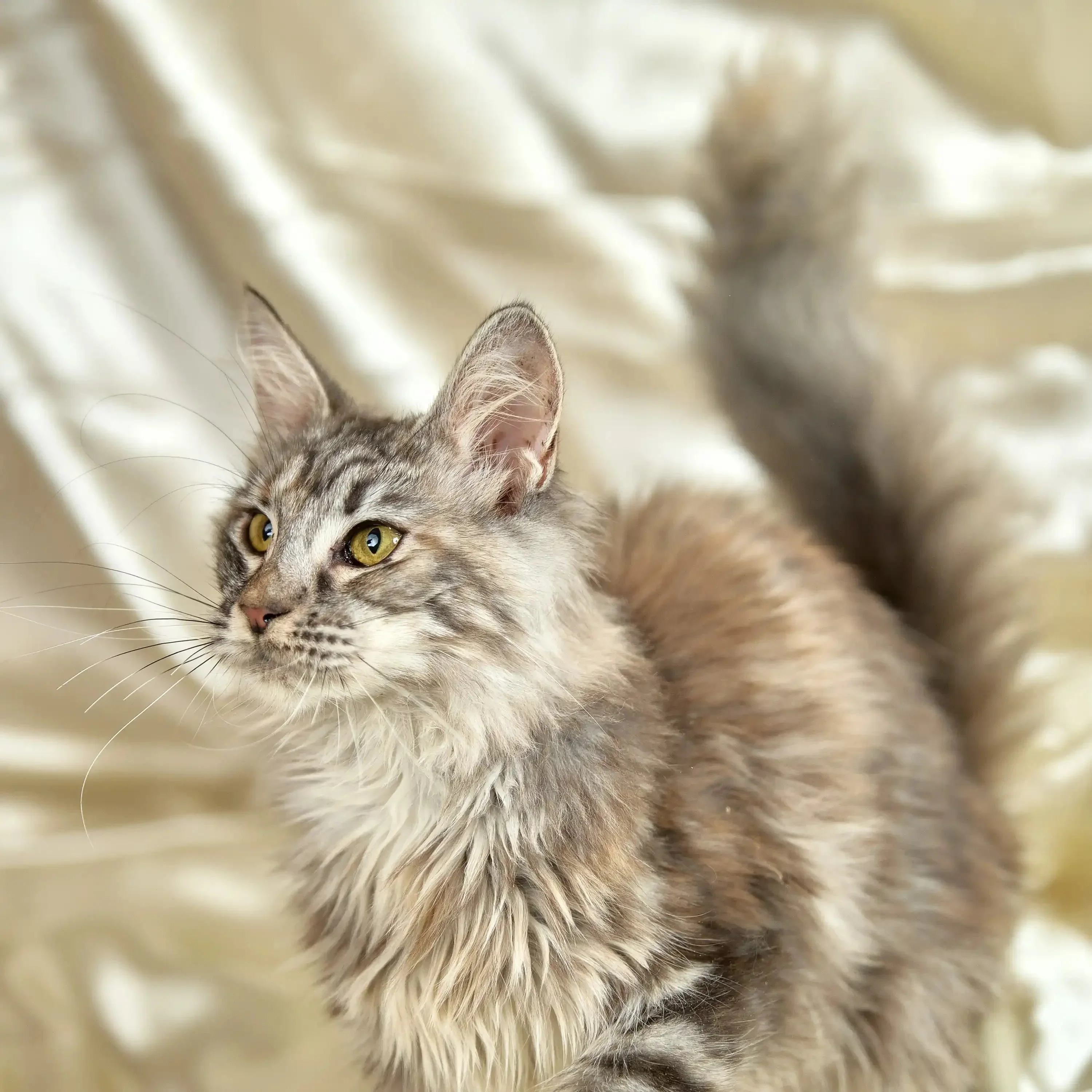 Ophelia | Maine Coon Kitten - Image 6