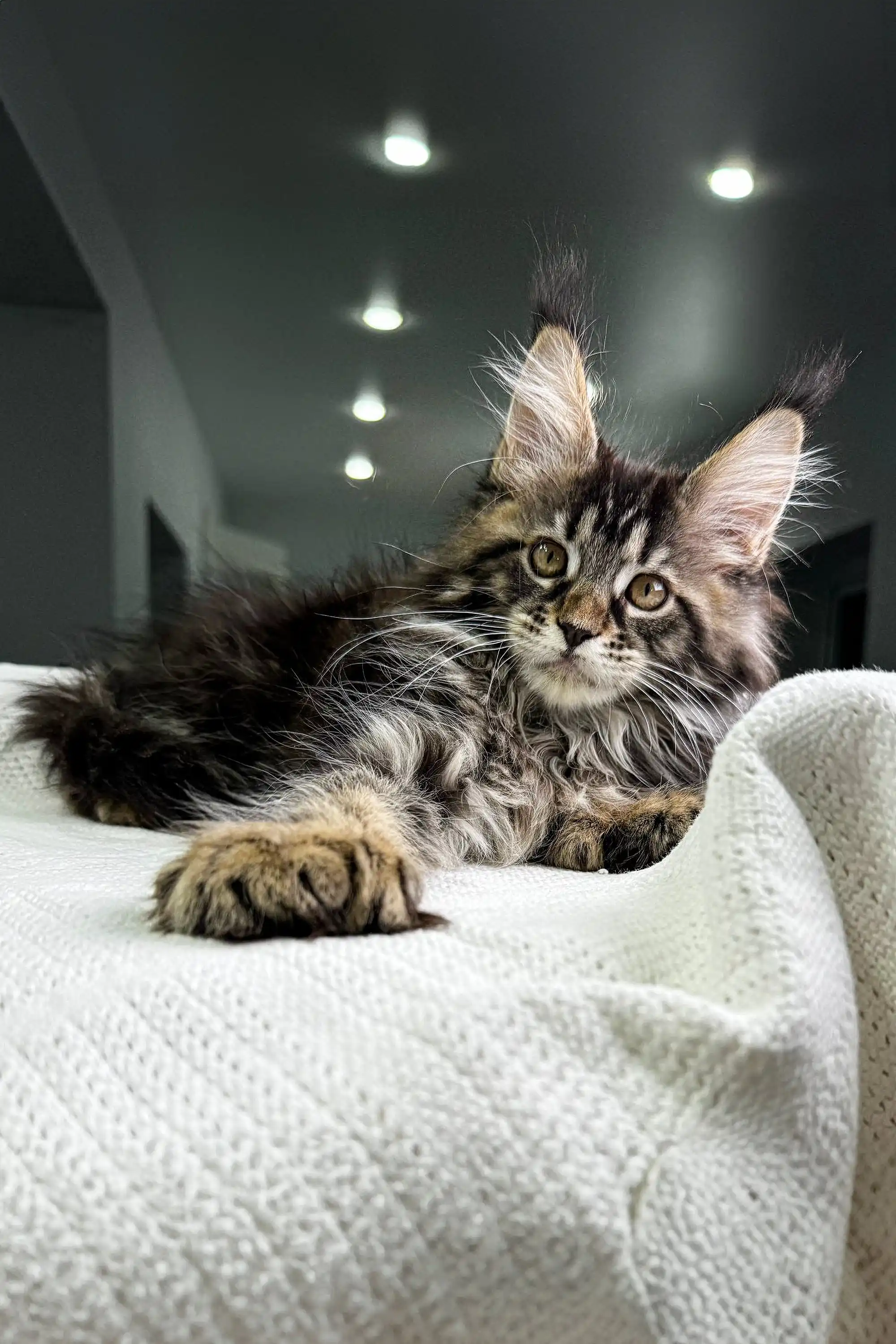Ophelia | Polydactyl Maine Coon - Image 17