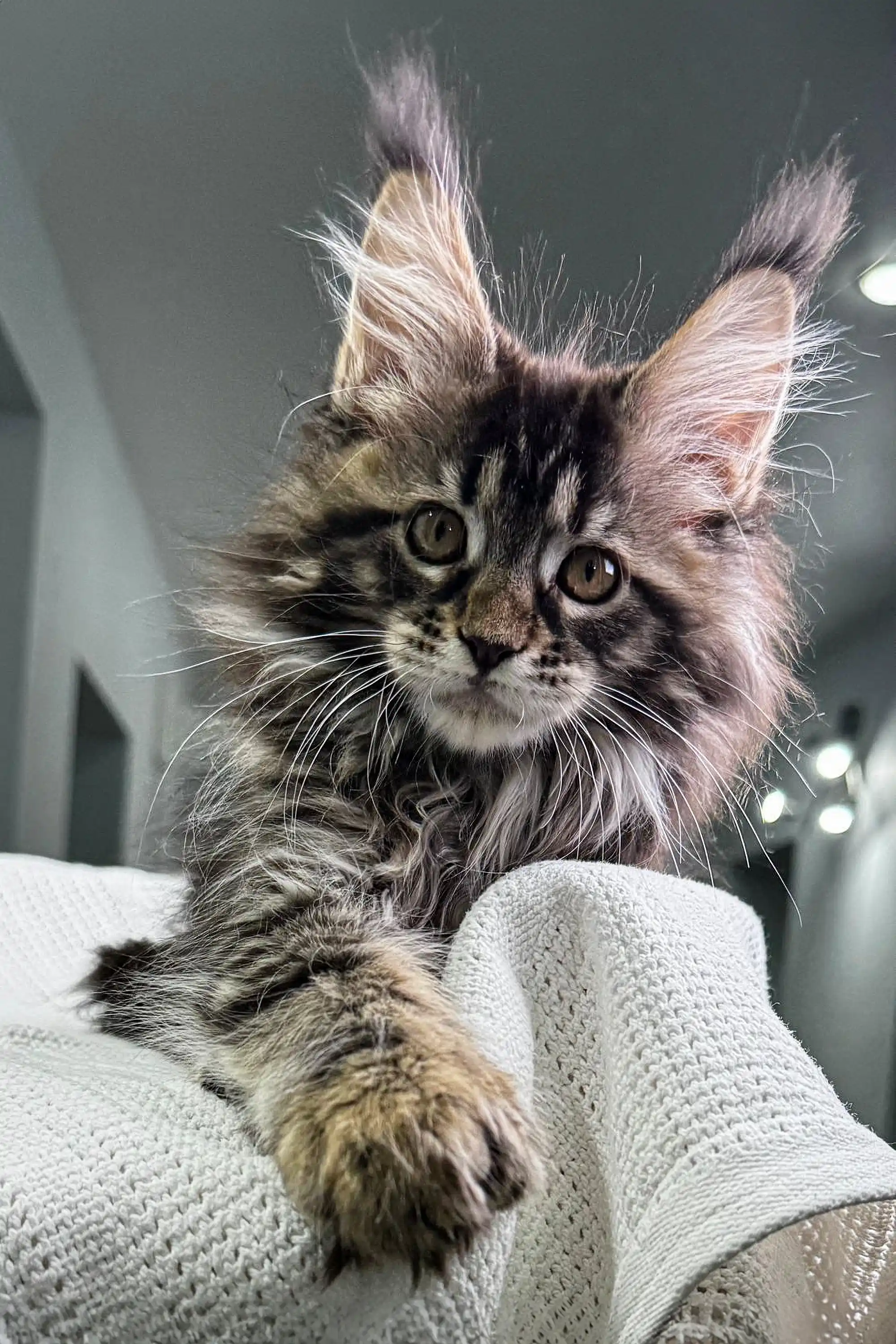 Ophelia | Polydactyl Maine Coon - Image 19