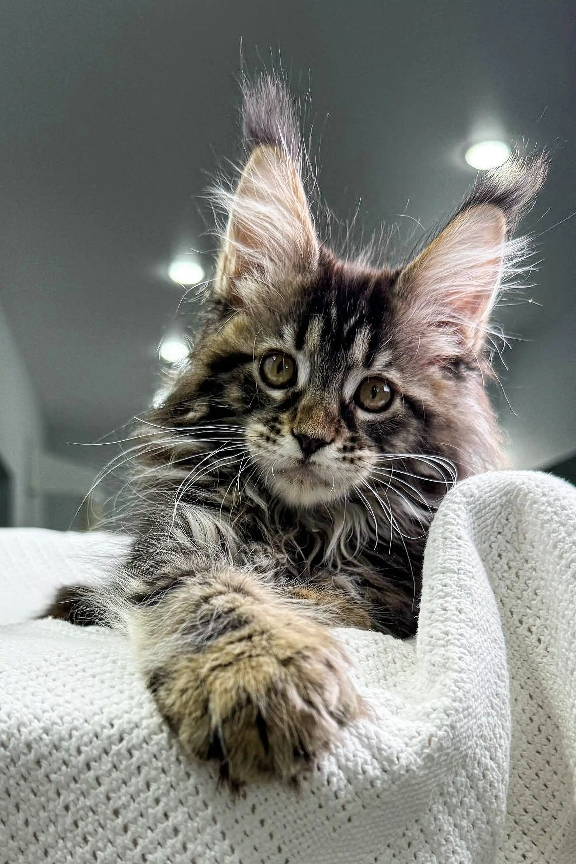 Ophelia | Polydactyl Maine Coon - Image 7