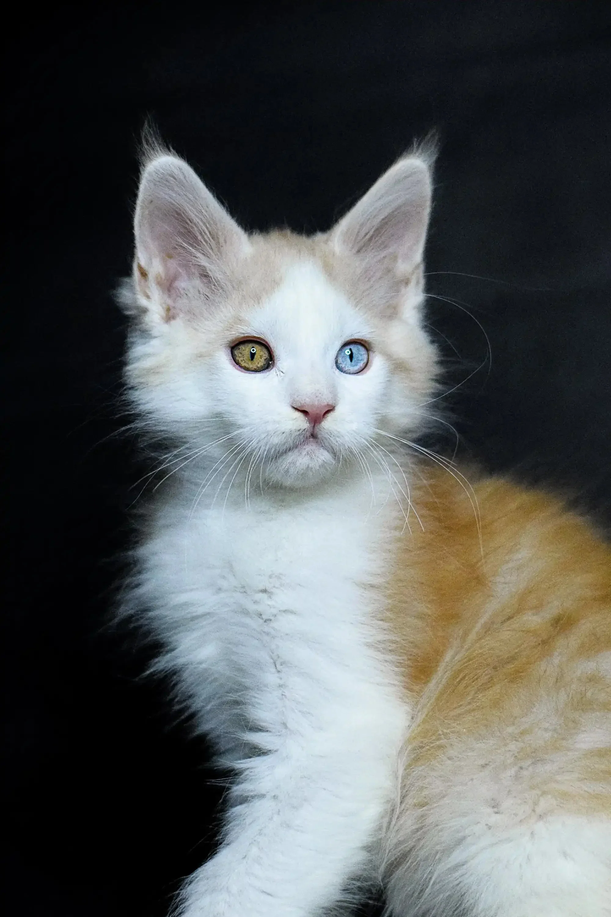 Orion | Maine Coon Kitten - Image 11