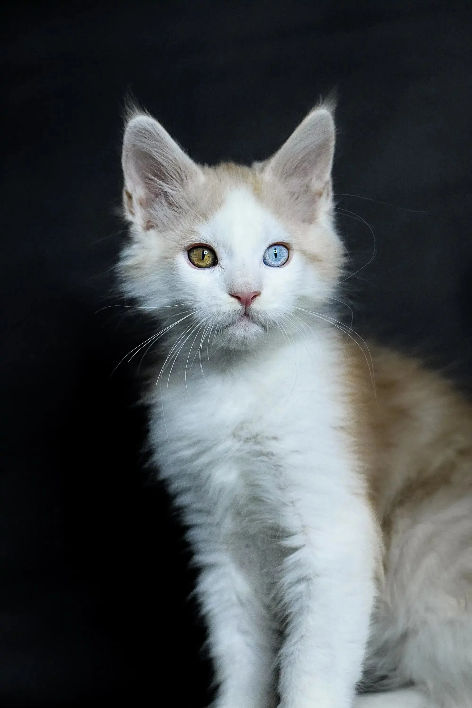 Orion | Maine Coon Kitten - Image 8