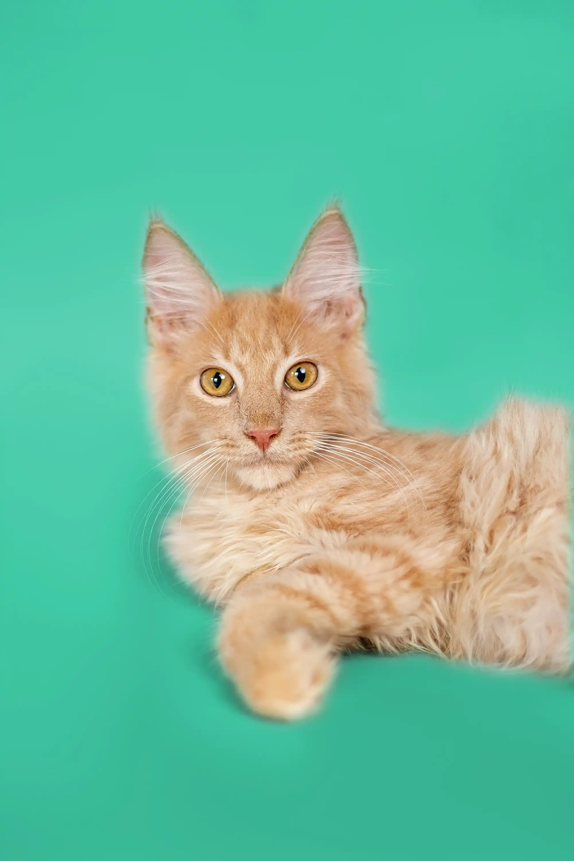 Orion | Maine Coon Kitten - Image 17