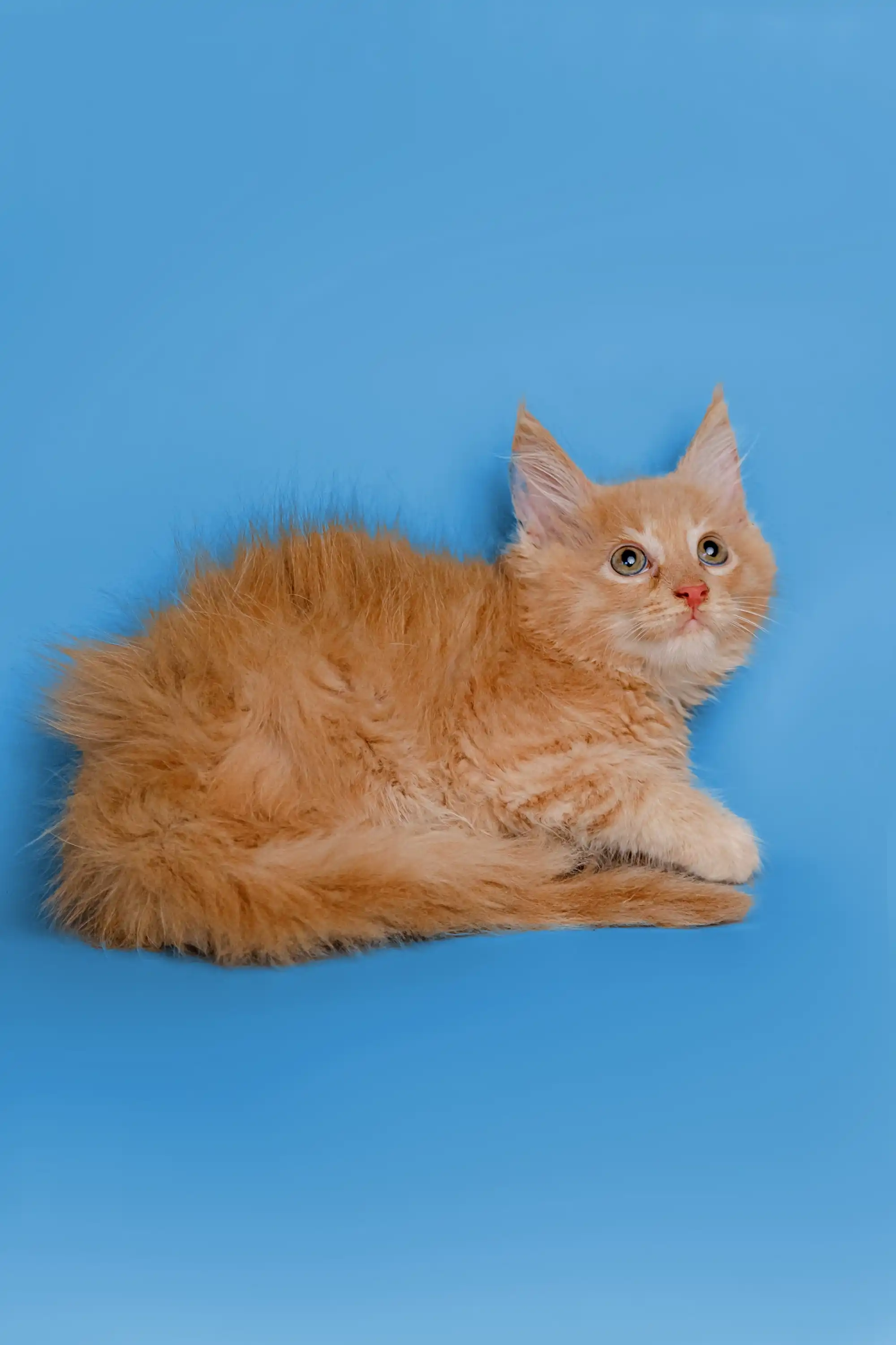 Orion | Maine Coon Kitten - Image 20
