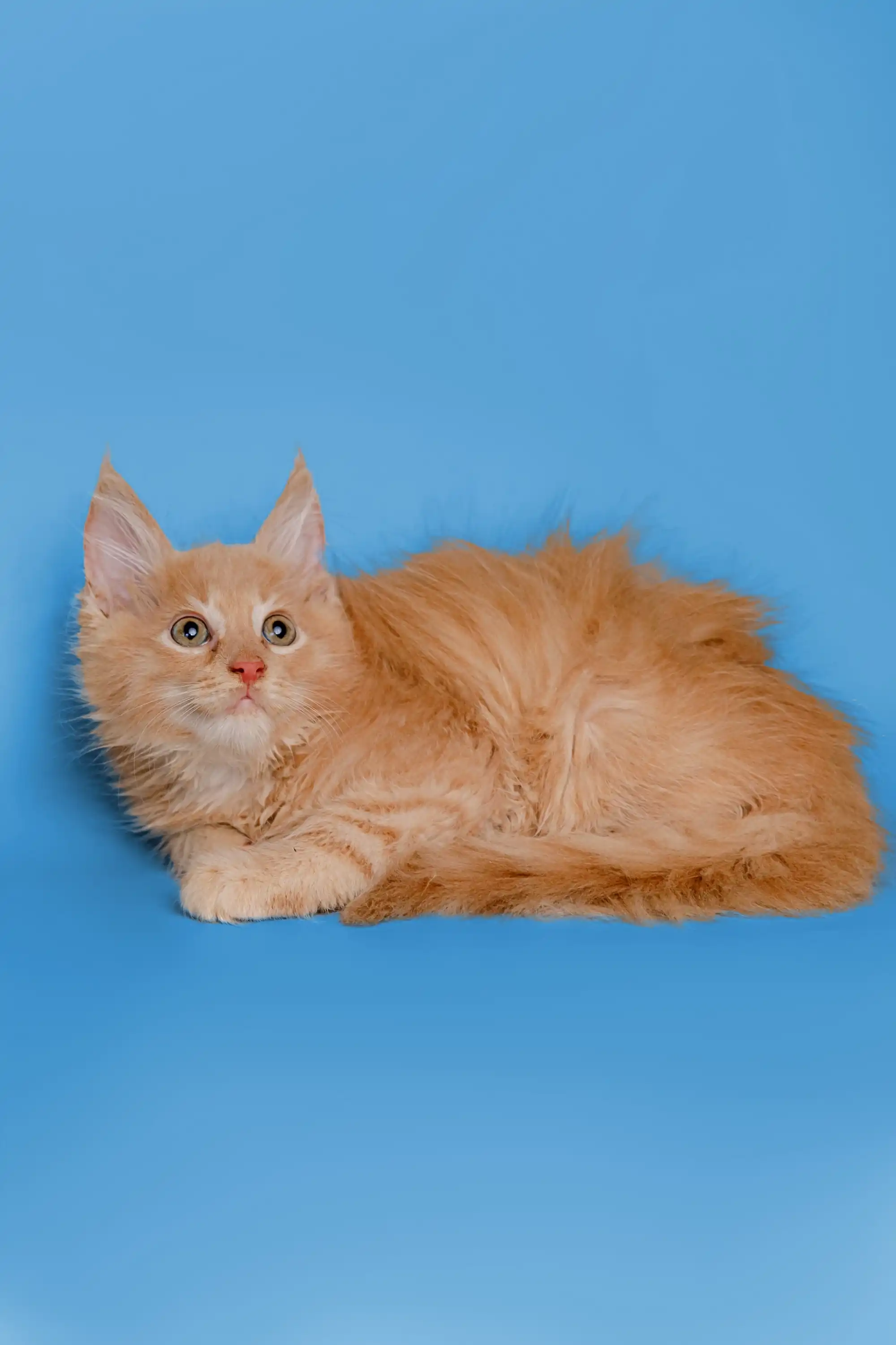 Orion | Maine Coon Kitten - Image 25