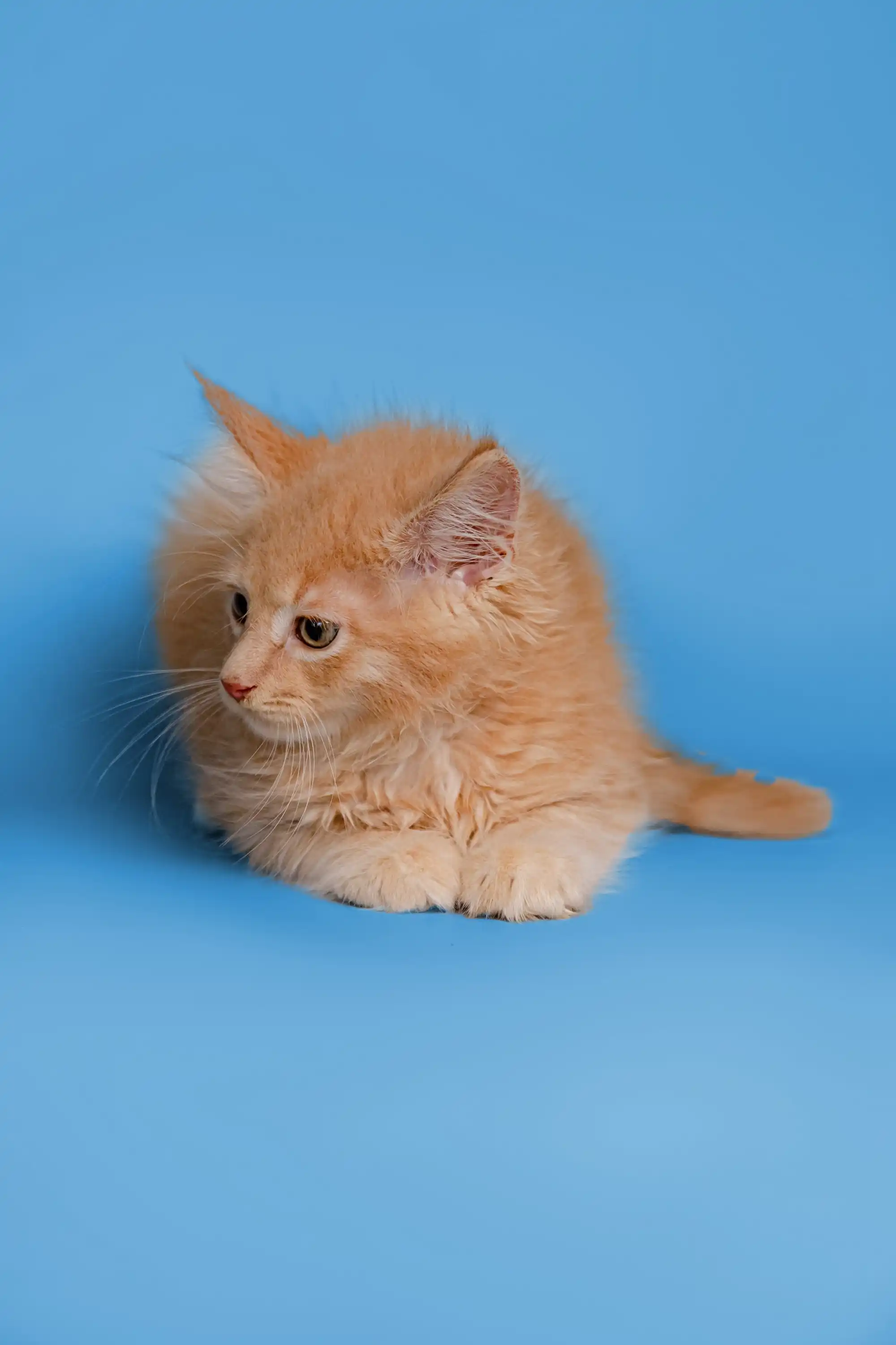 Orion | Maine Coon Kitten - Image 31