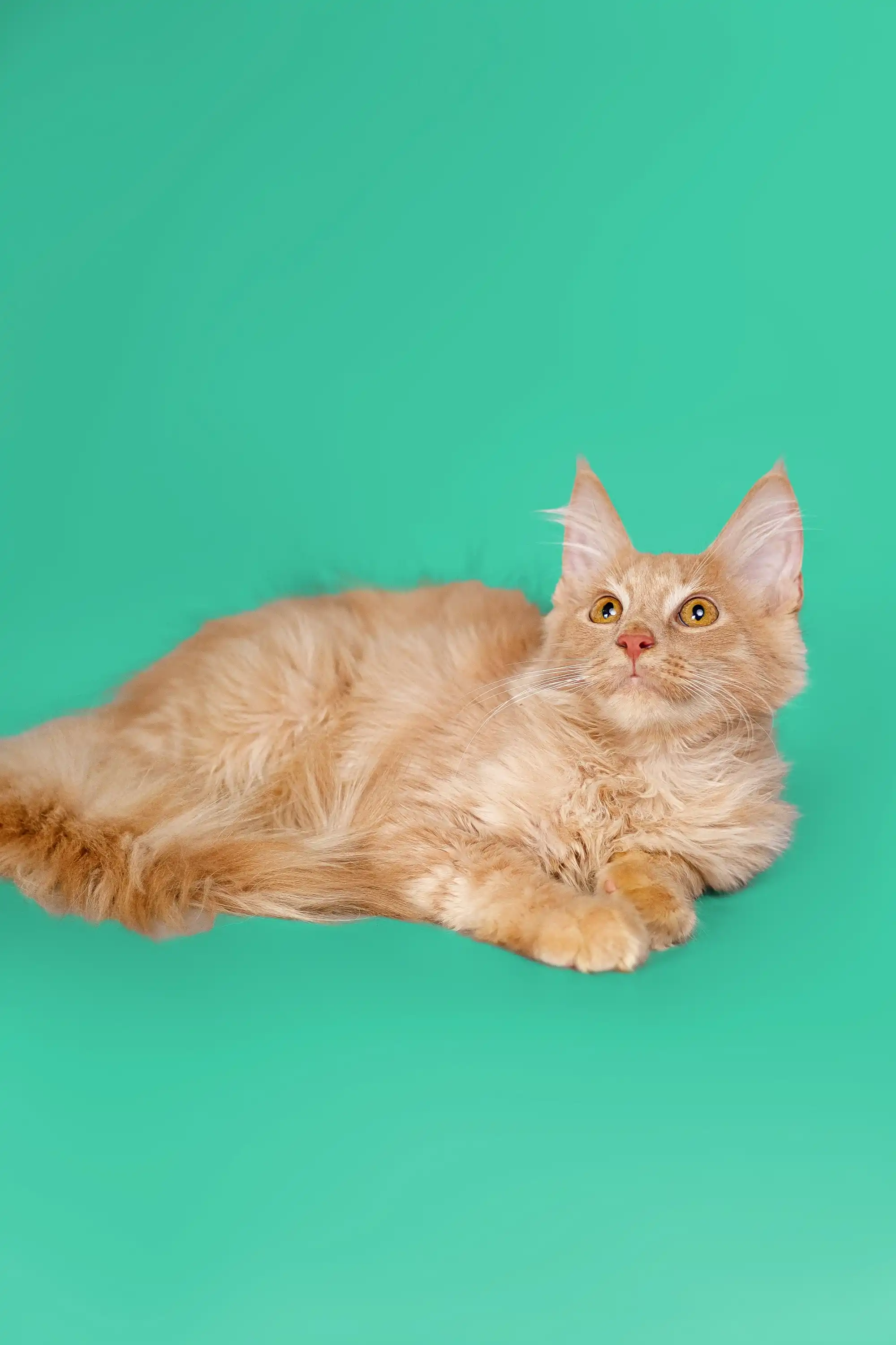 Orion | Maine Coon Kitten - Image 7