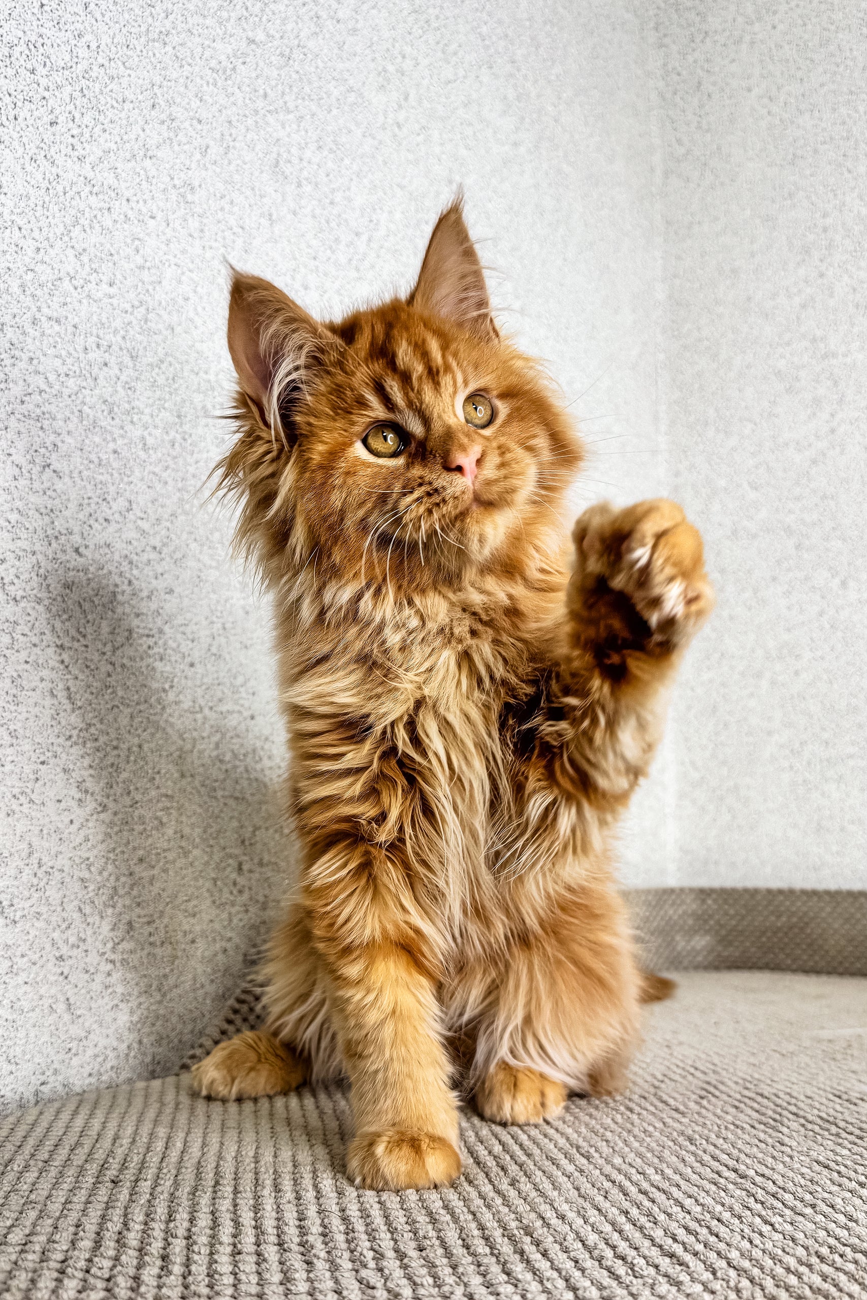 Orney | Maine Coon Kitten - Image 3