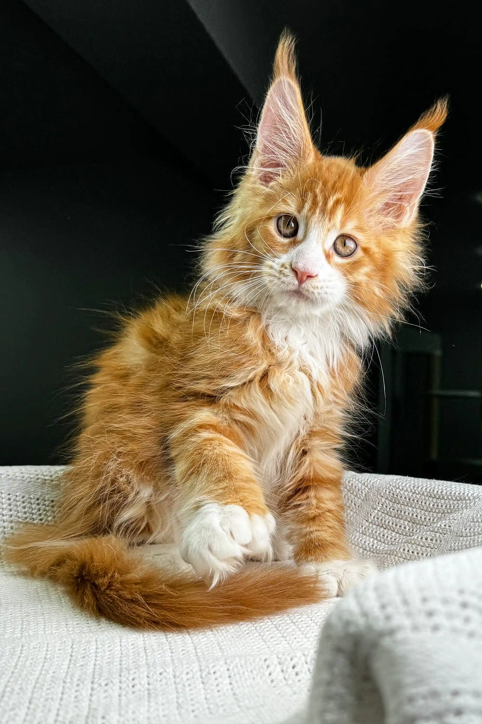 Osborn | Polydactyl Maine Coon - Image 18