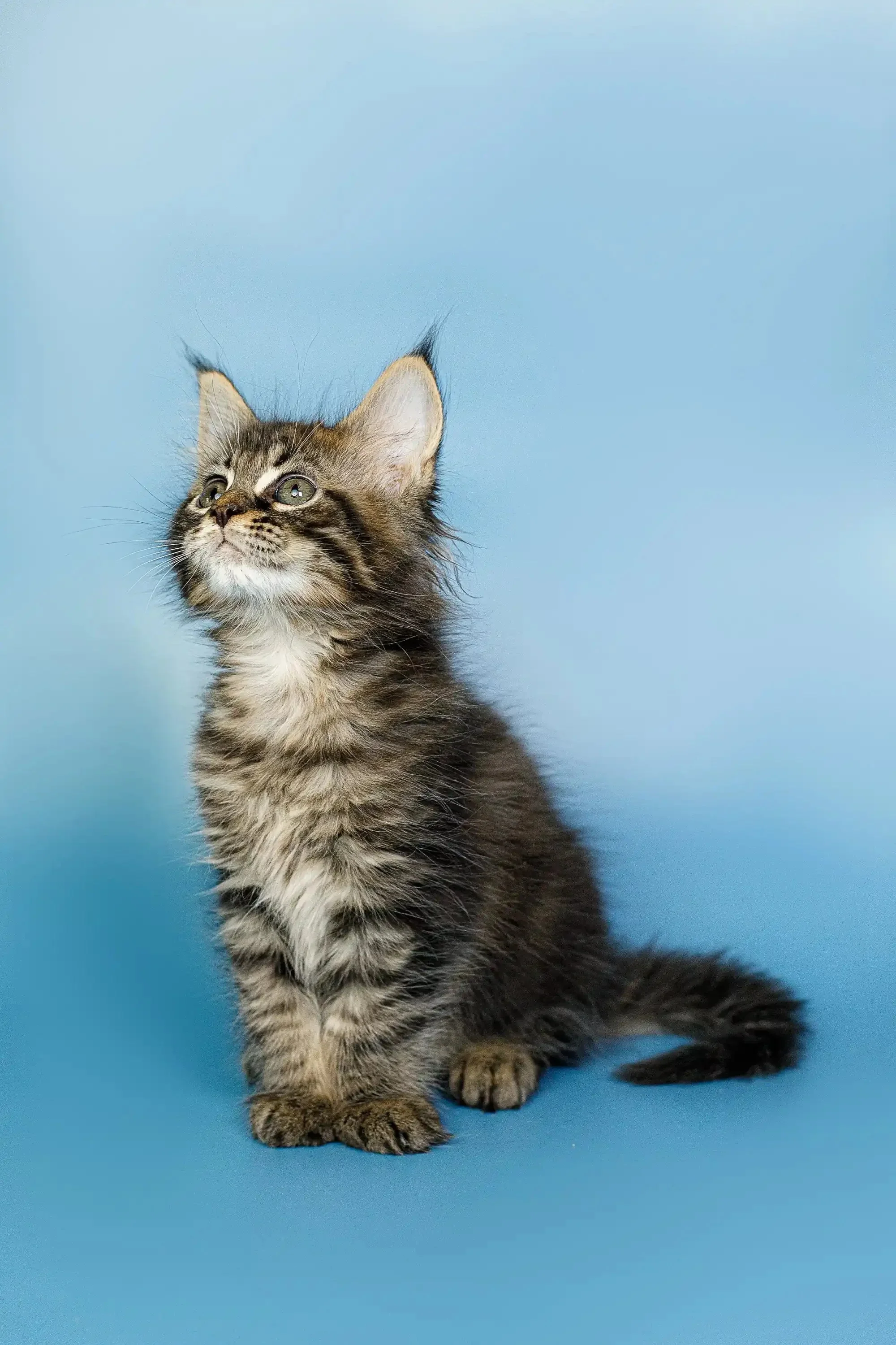 Oscar | Maine Coon Kitten - Image 14