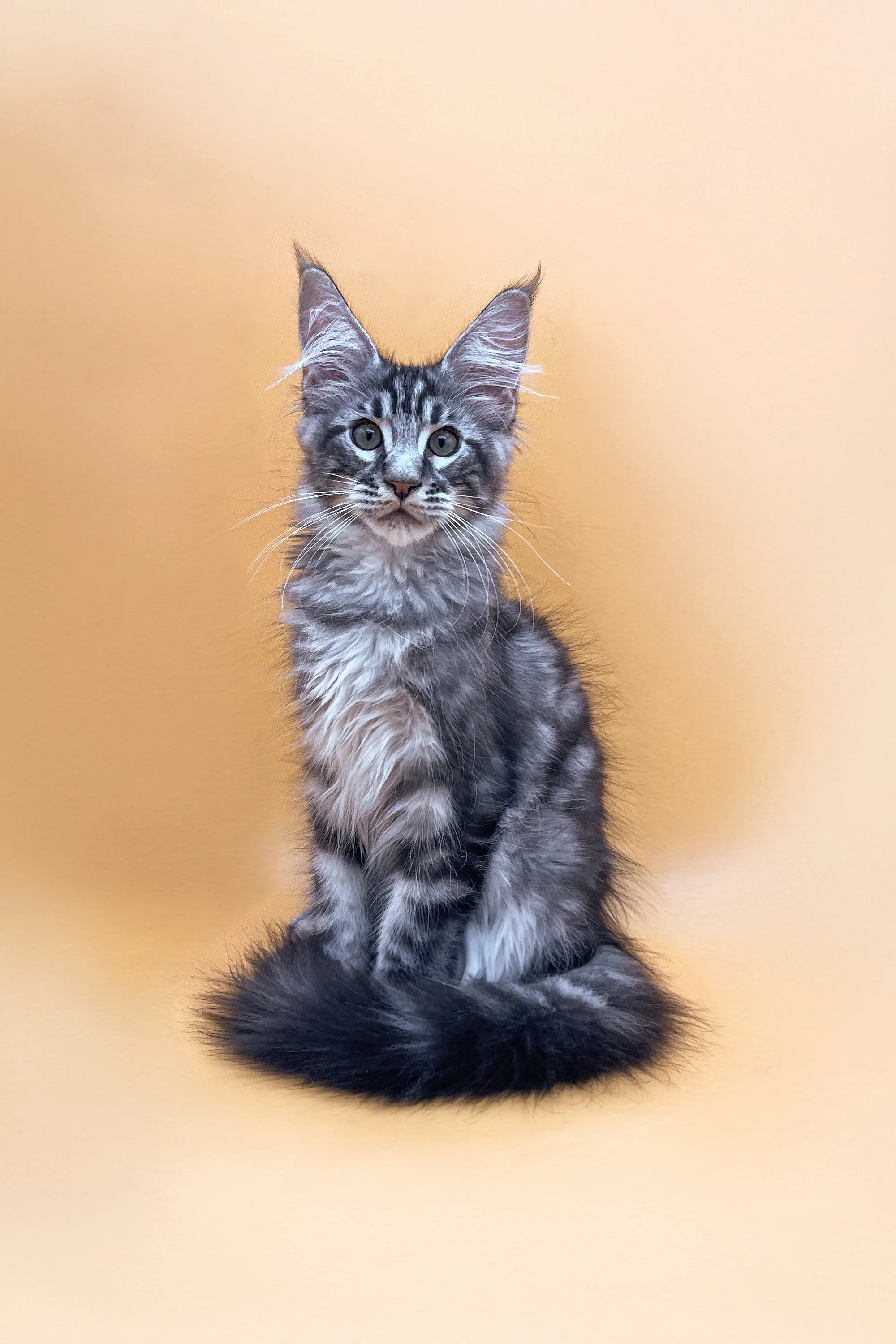 Oscar | Maine Coon Kitten - Image 2
