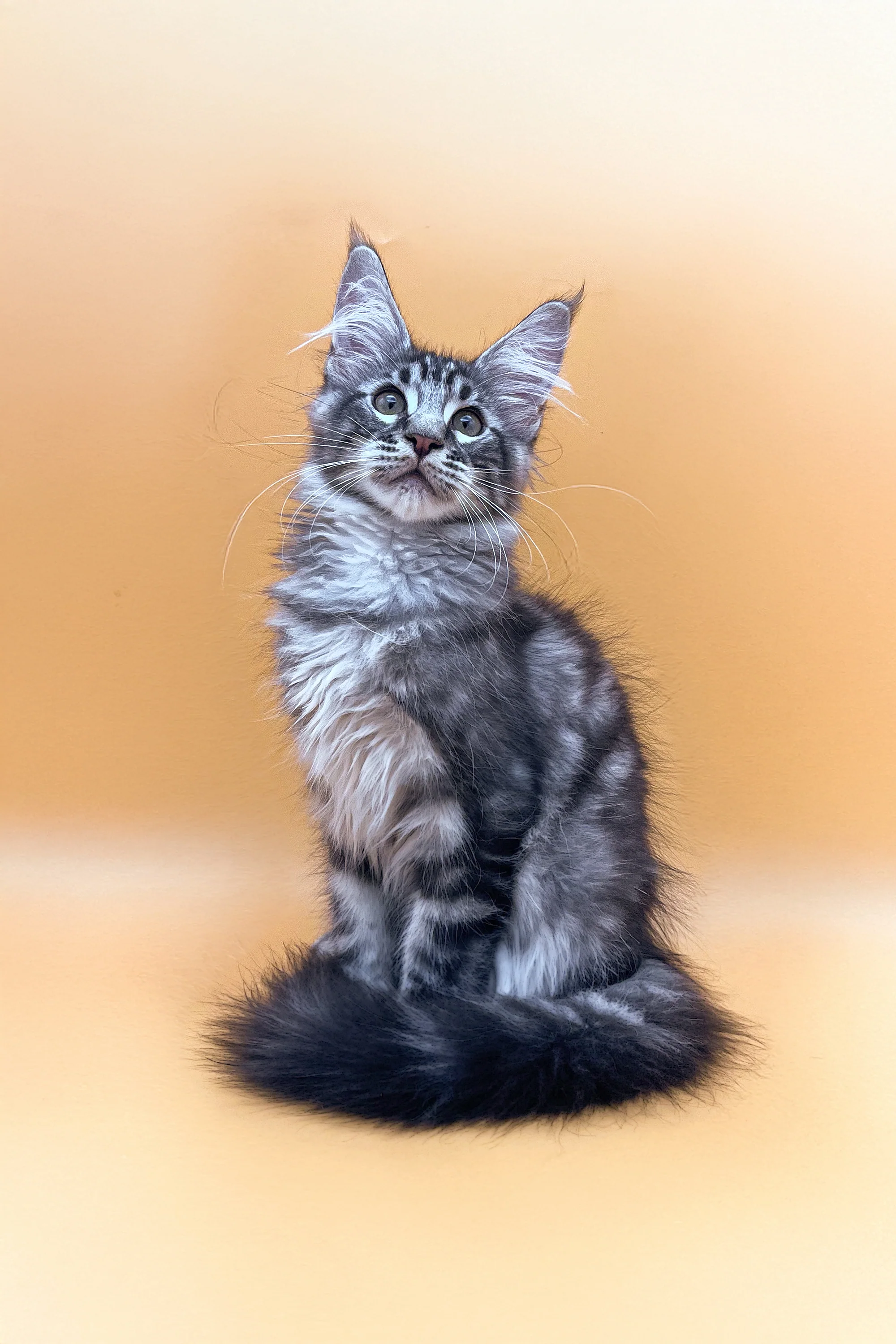 Oscar | Maine Coon Kitten - Image 5
