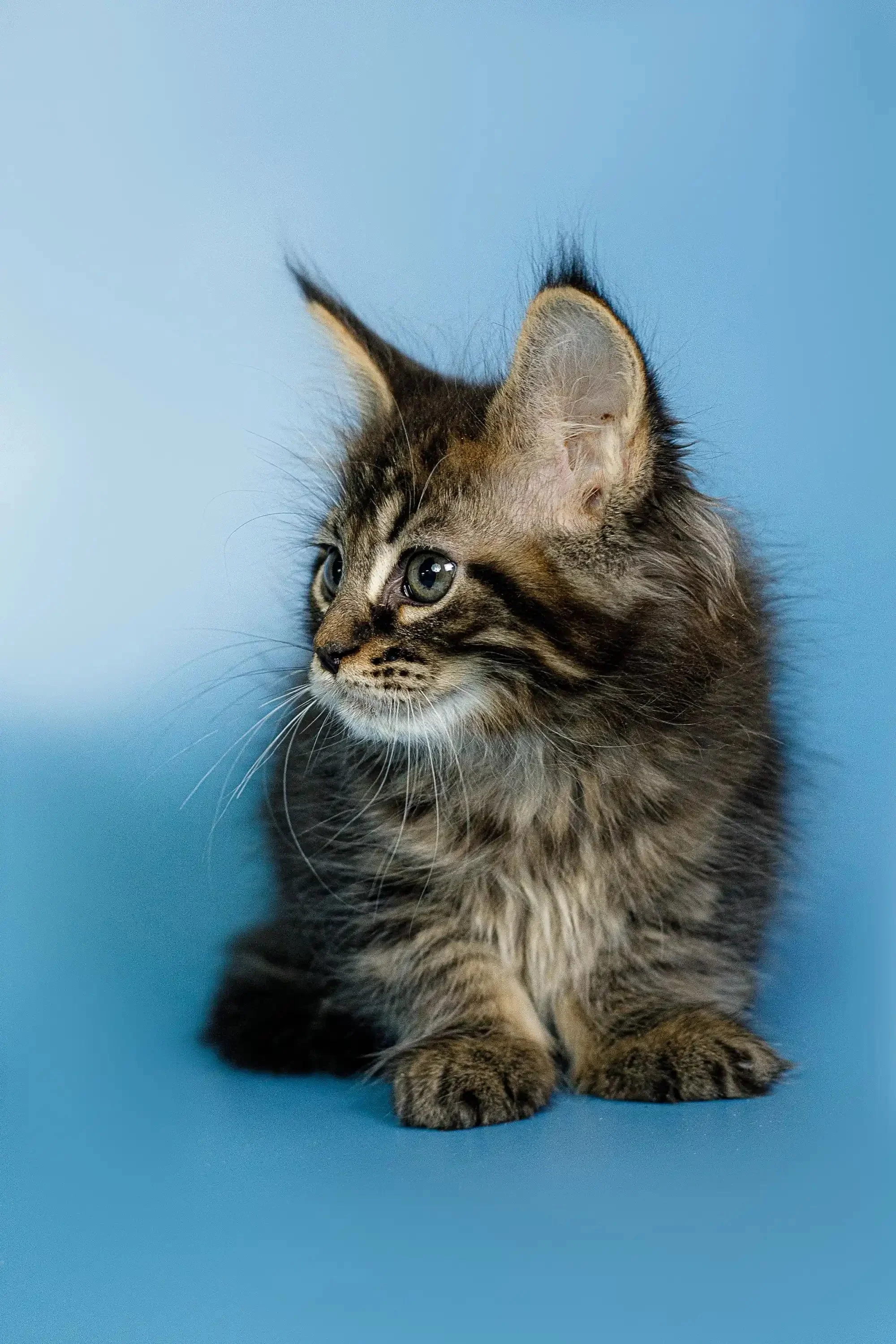 Oscar | Maine Coon Kitten - Image 9