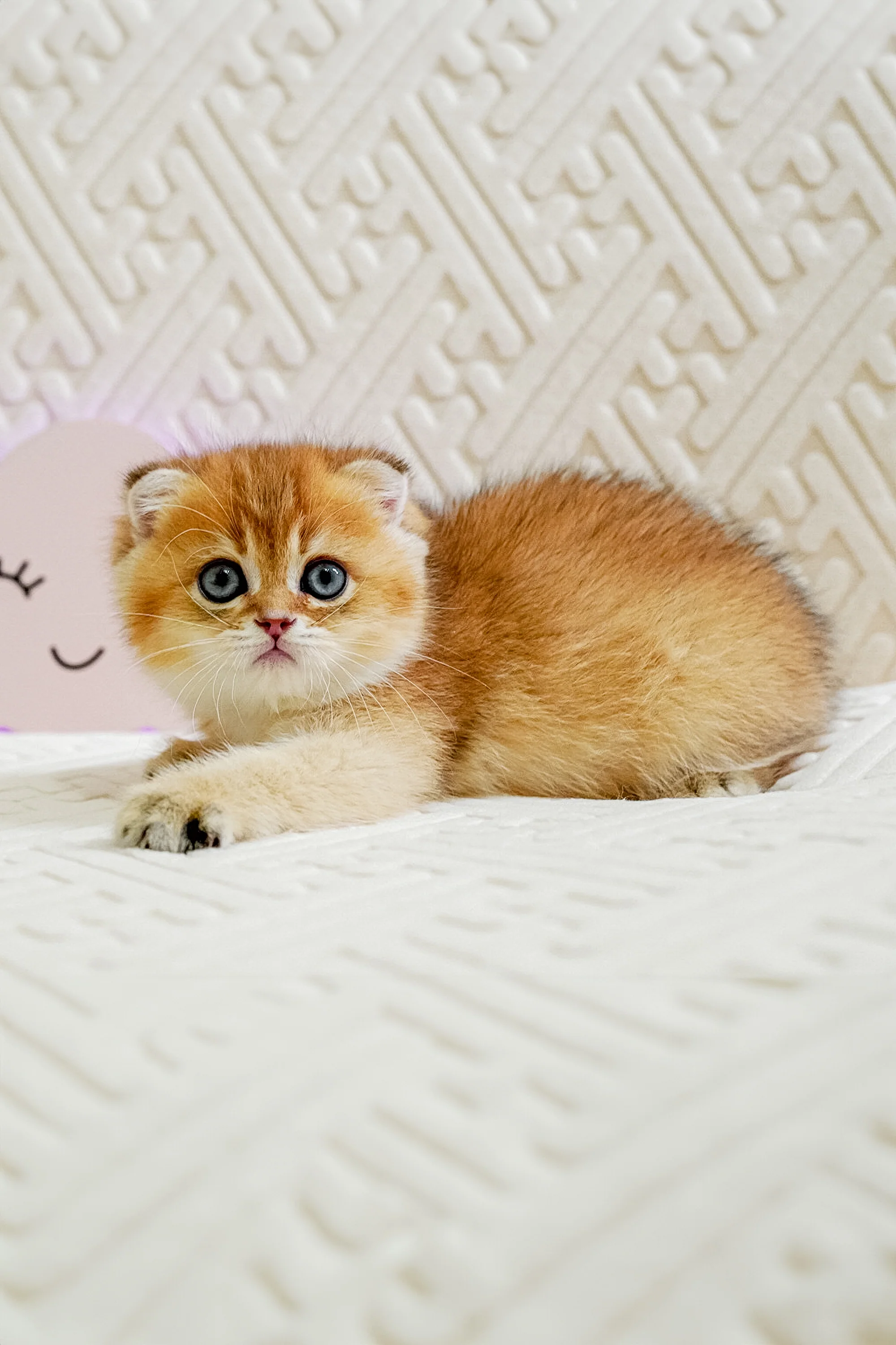 Oscar | Scottish Fold Kitten - Image 2