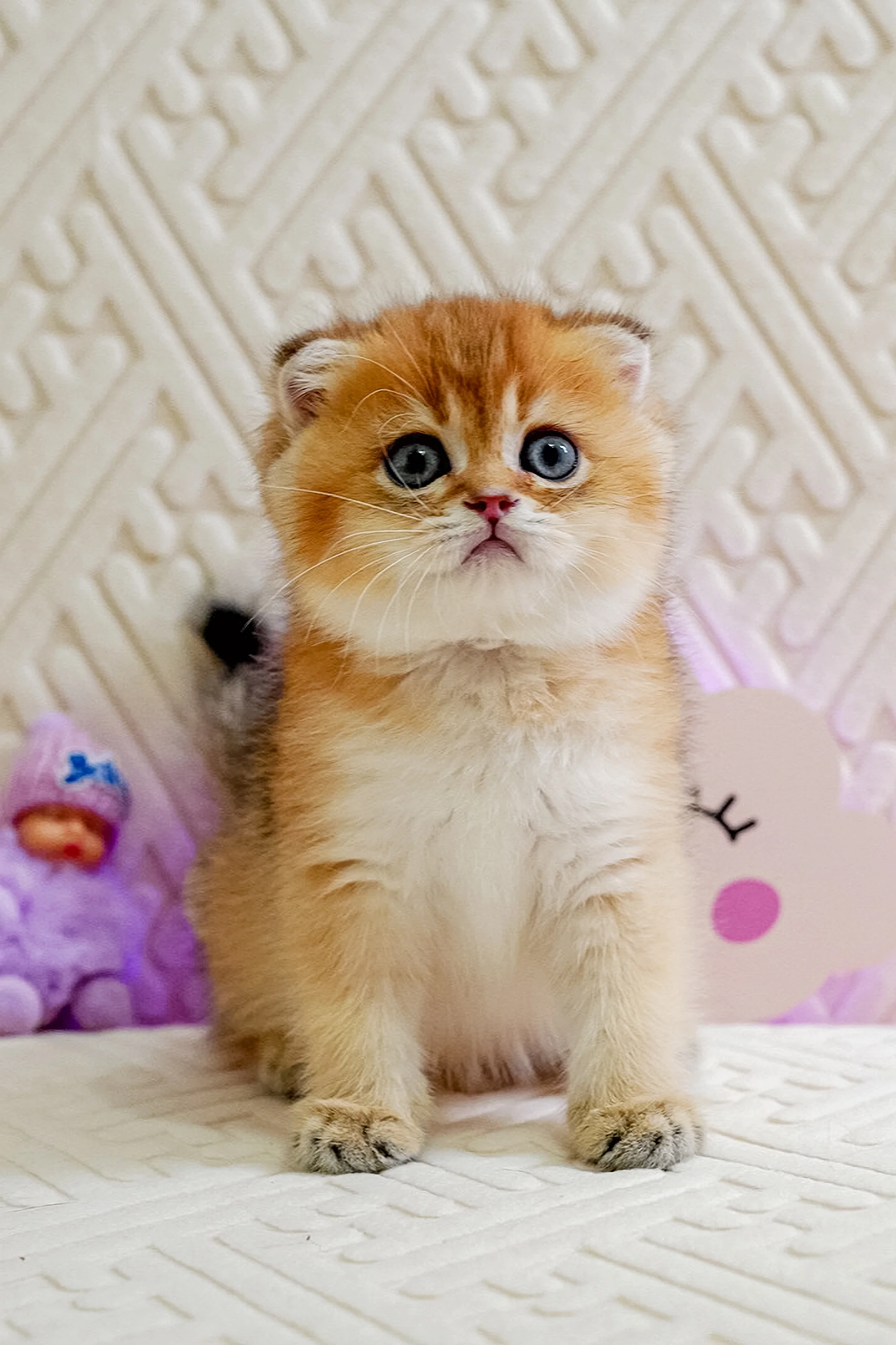 Oscar | Scottish Fold Kitten - Image 4