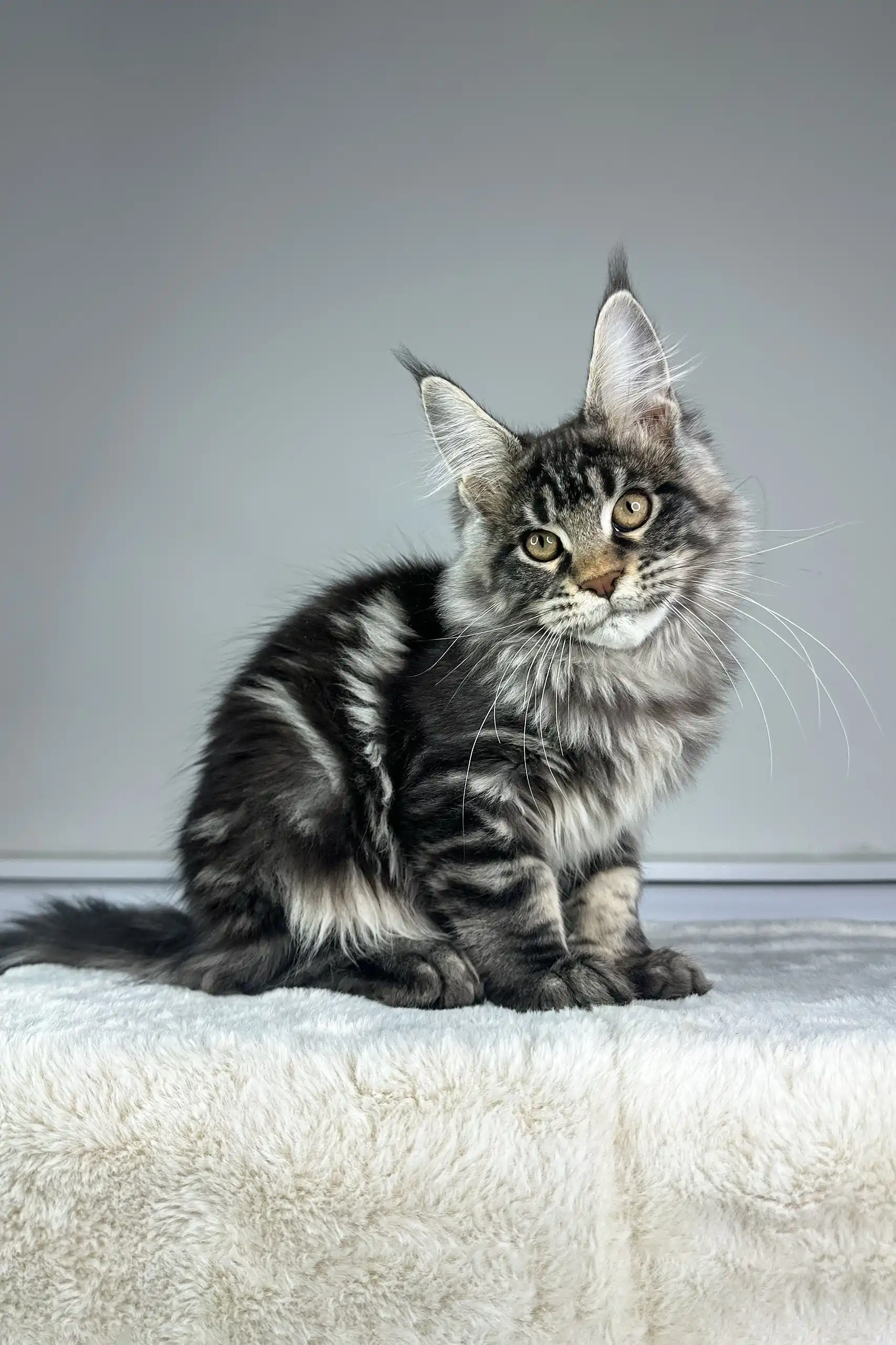 Osiris | Maine Coon Kitten - Image 3