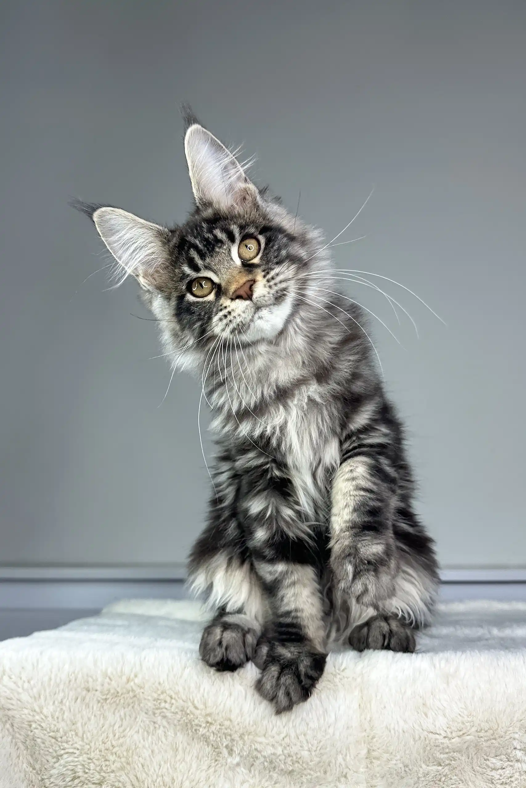 Osiris | Maine Coon Kitten - Image 7