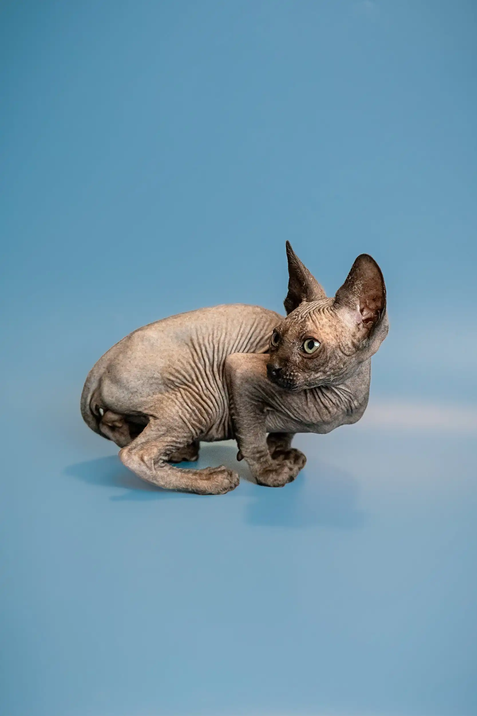 Ostin | Sphynx Kitten - Image 10