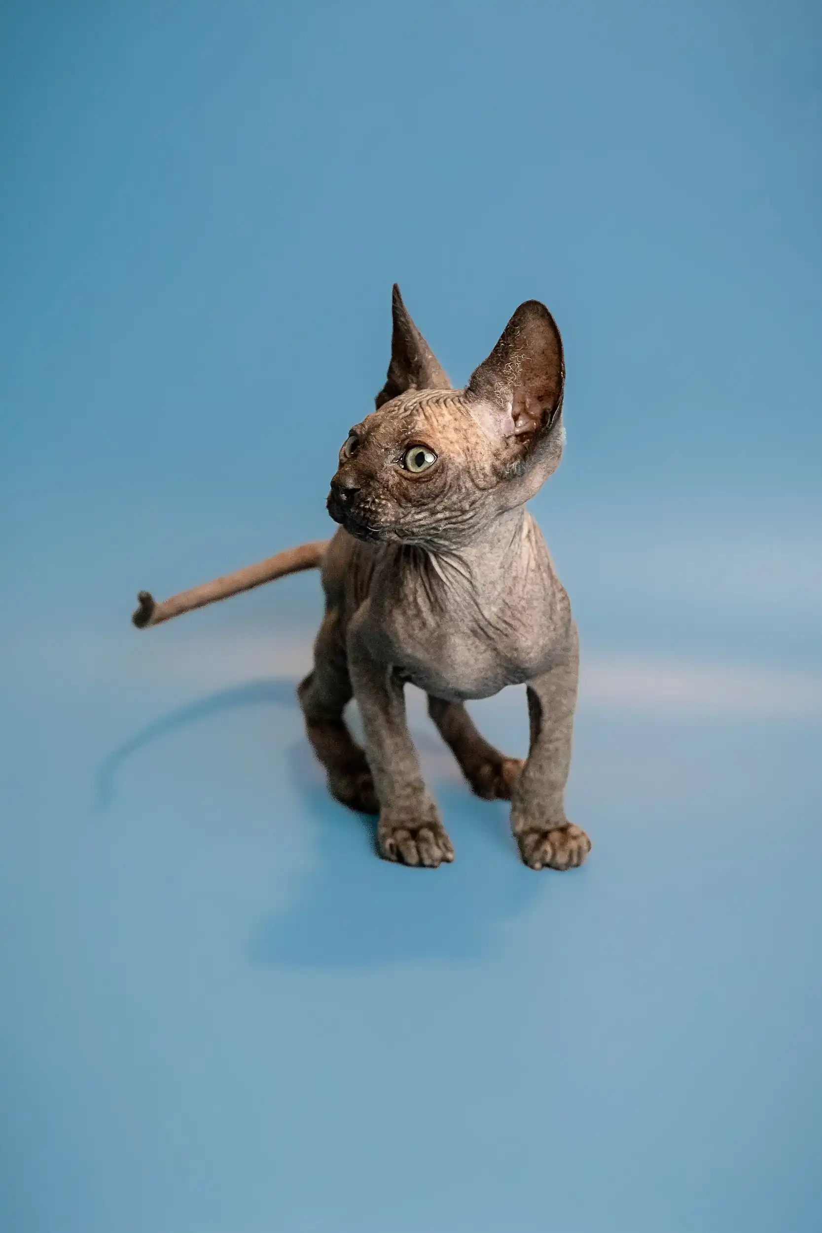 Ostin | Sphynx Kitten - Image 14