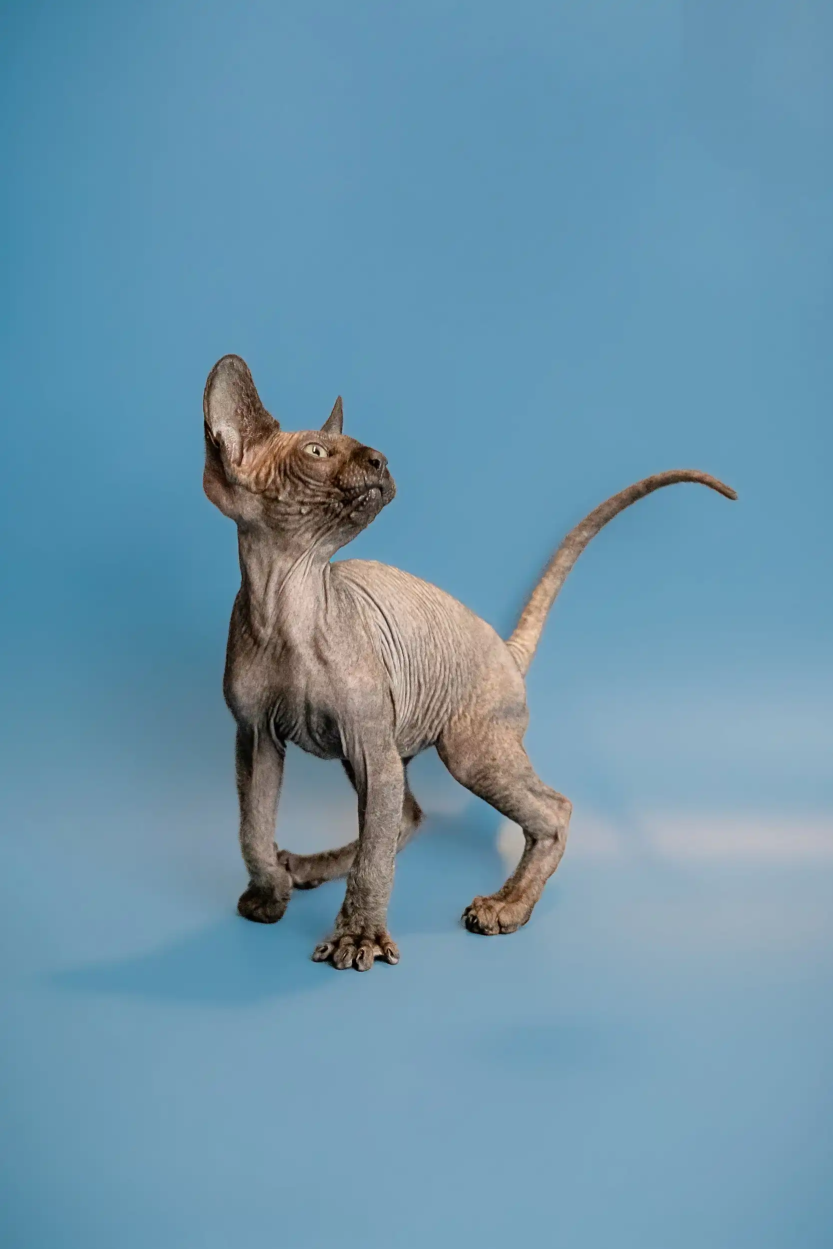 Ostin | Sphynx Kitten - Image 24