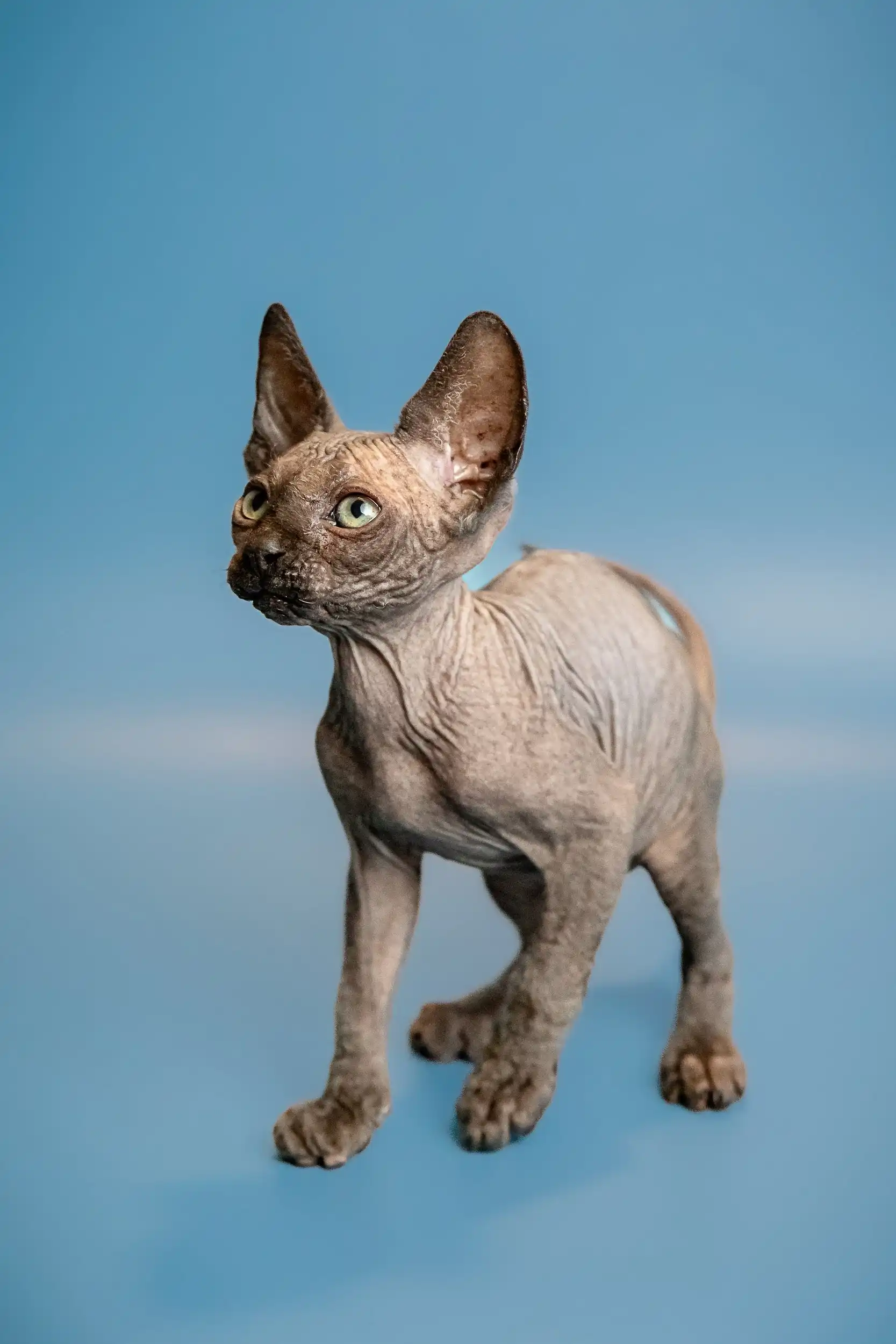 Ostin | Sphynx Kitten - Image 5