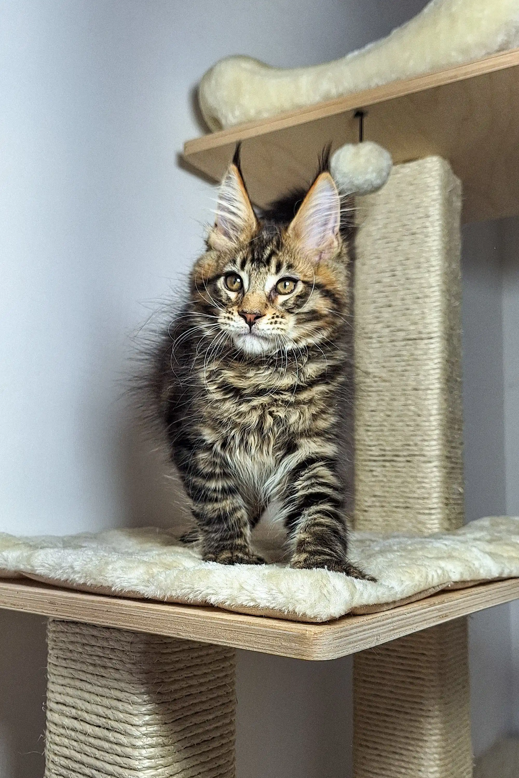 Ostin | Maine Coon Kitten - Image 11