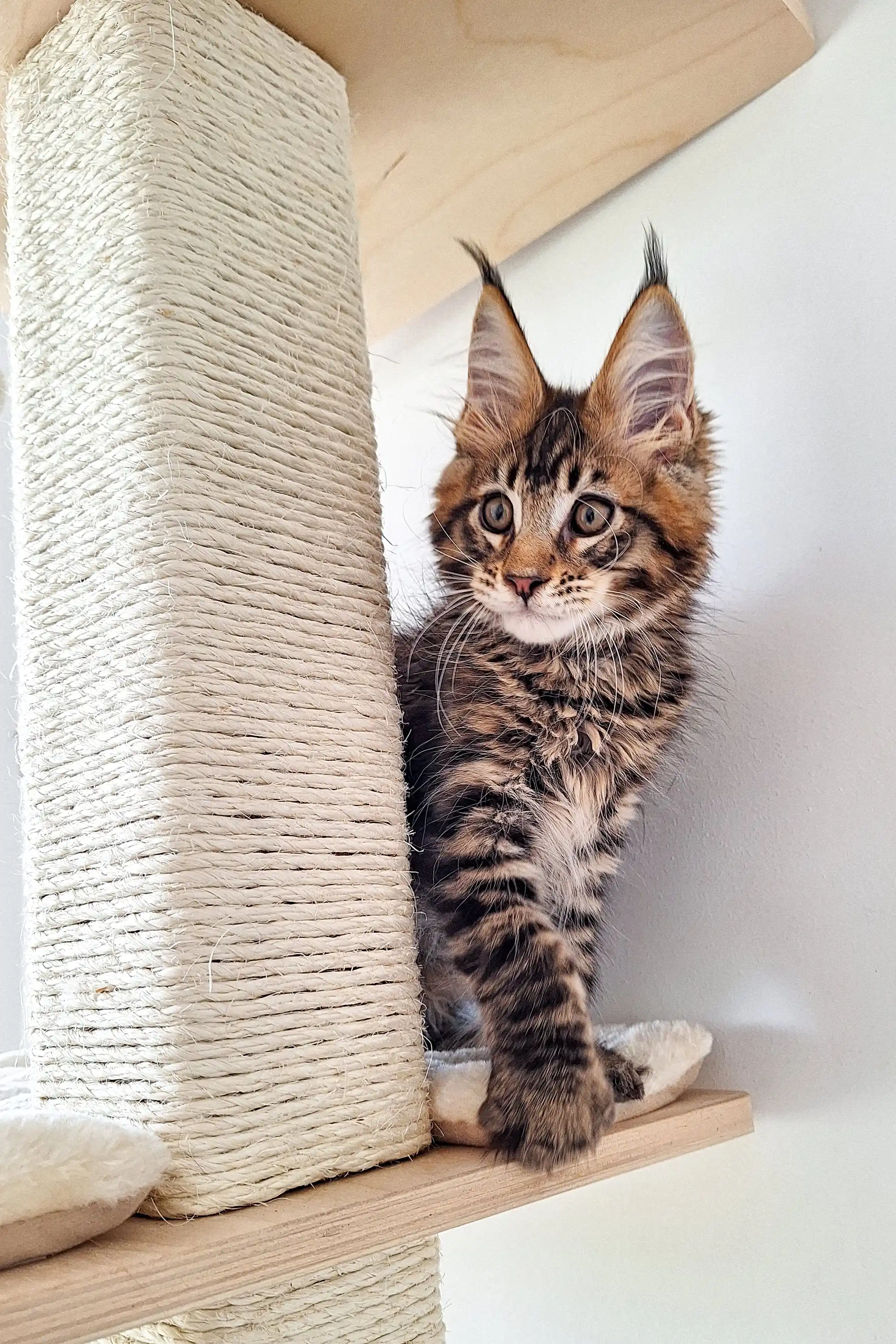 Ostin | Maine Coon Kitten - Image 3