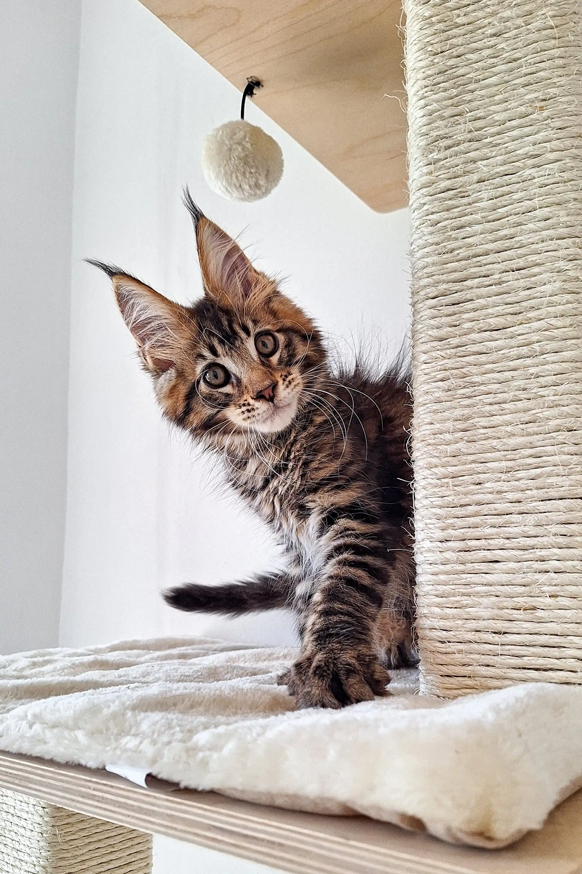 Ostin | Maine Coon Kitten - Image 5