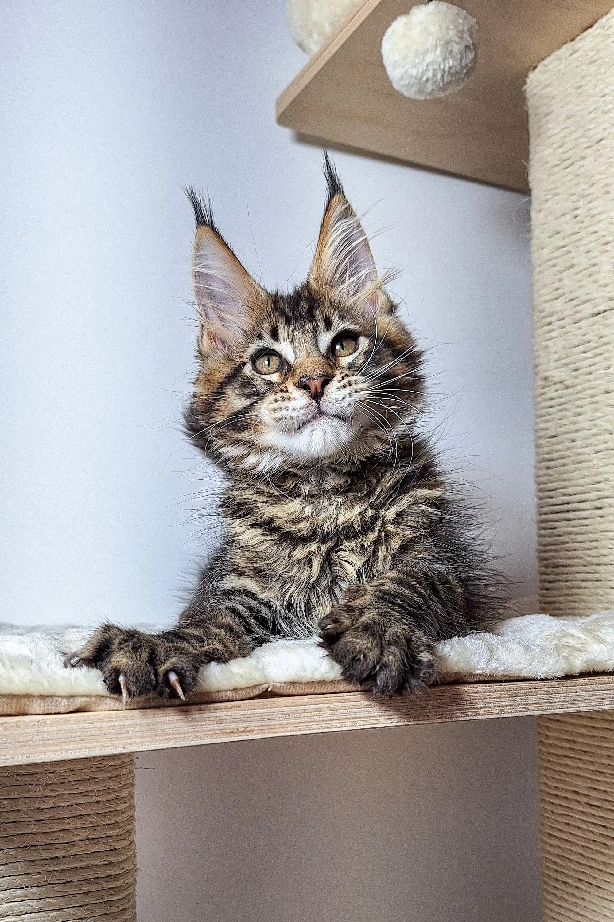 Ostin | Maine Coon Kitten - Image 8