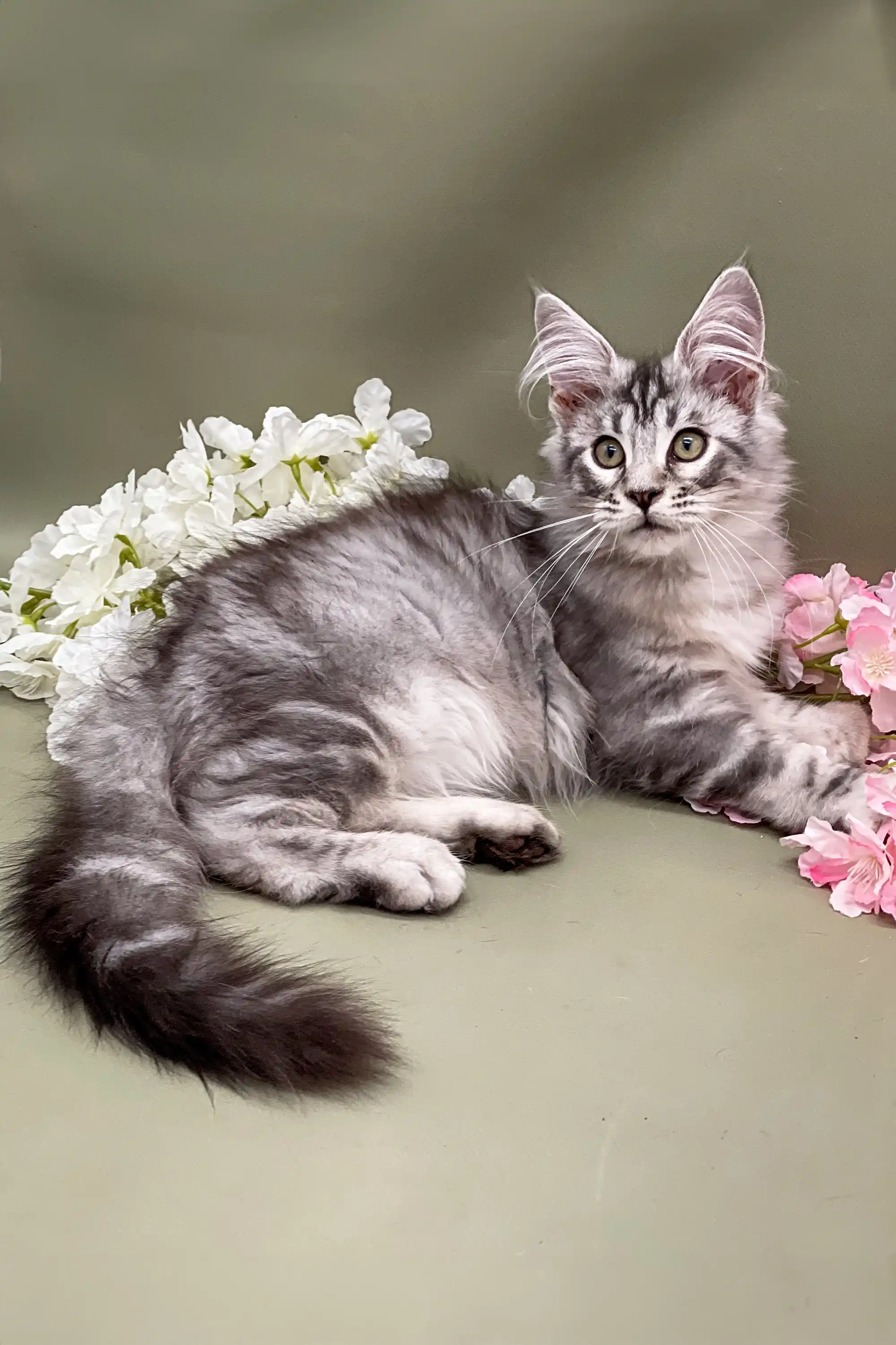 Ostin | Maine Coon Kitten - Image 3