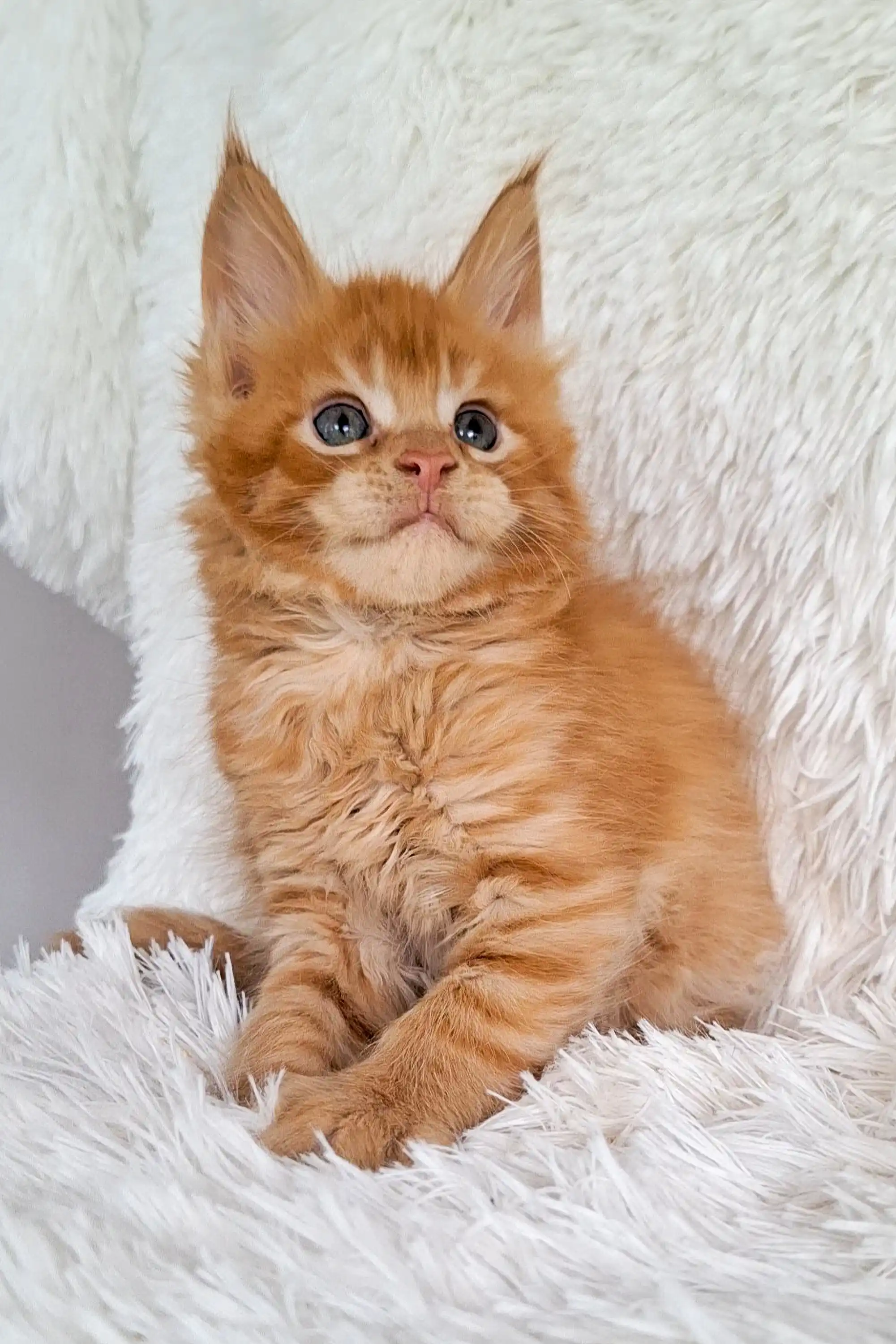 Oswald | Maine Coon Kitten - Image 11