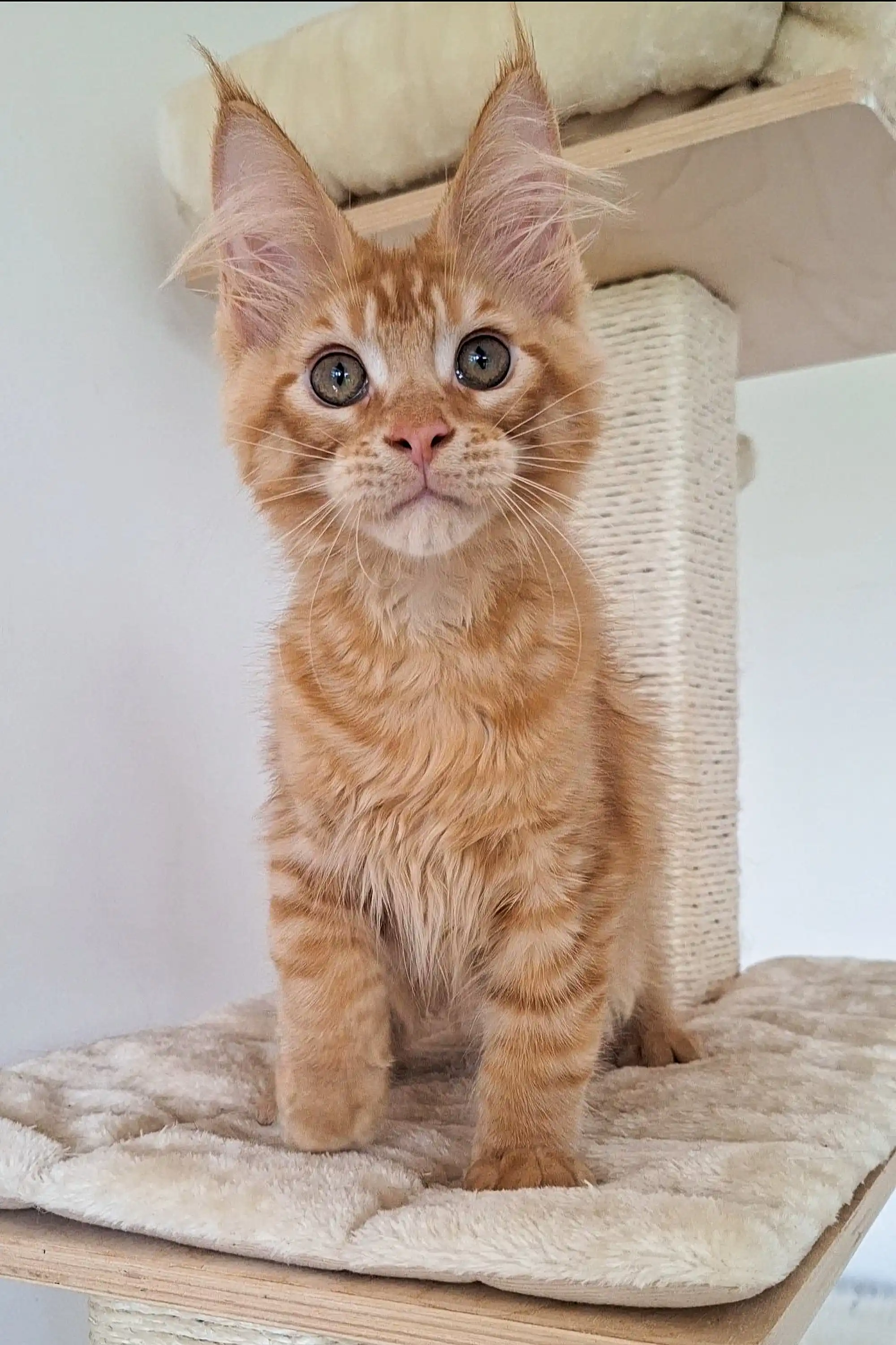 Oswald | Maine Coon Kitten - Image 5